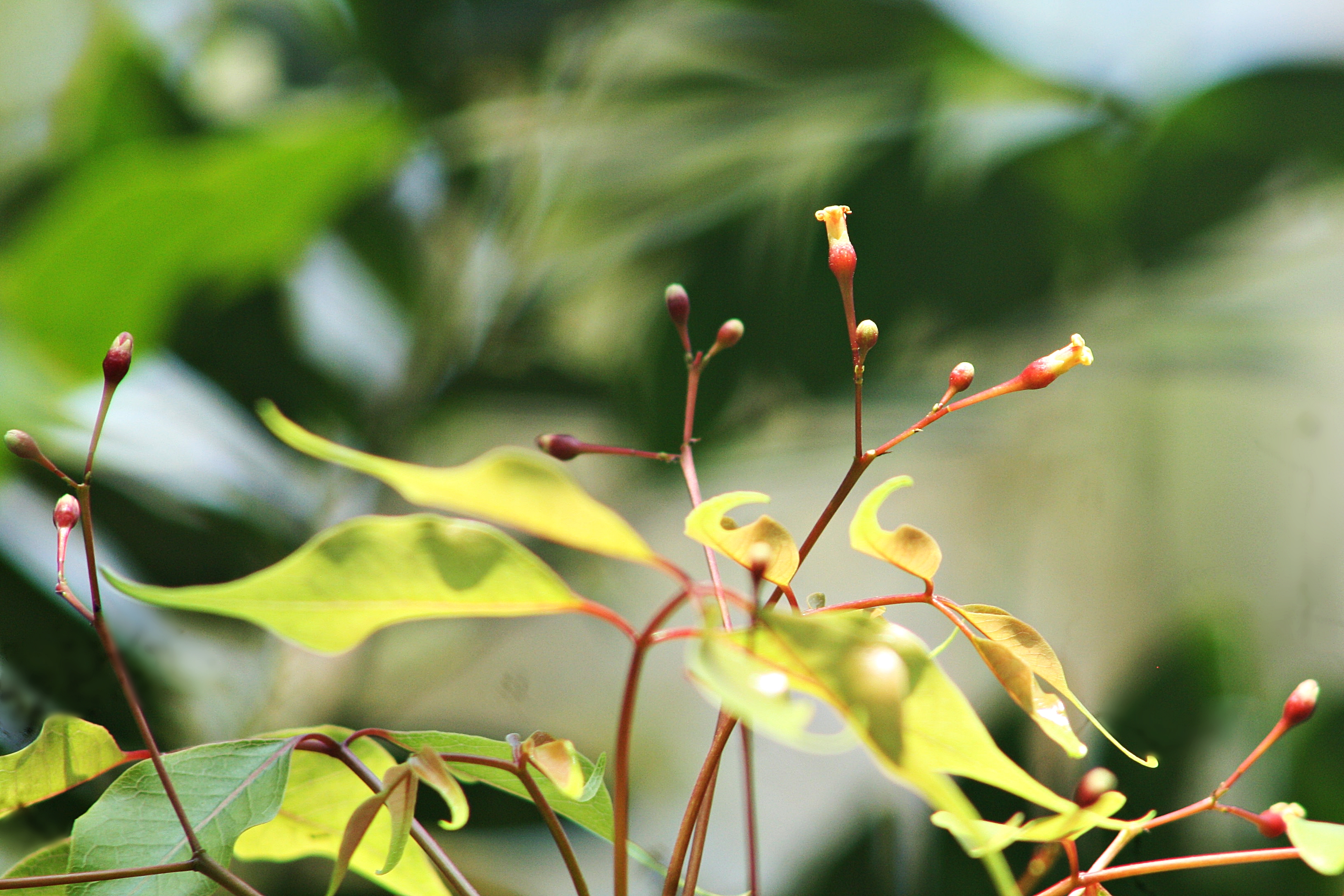Commiphora caudata leaf identification view