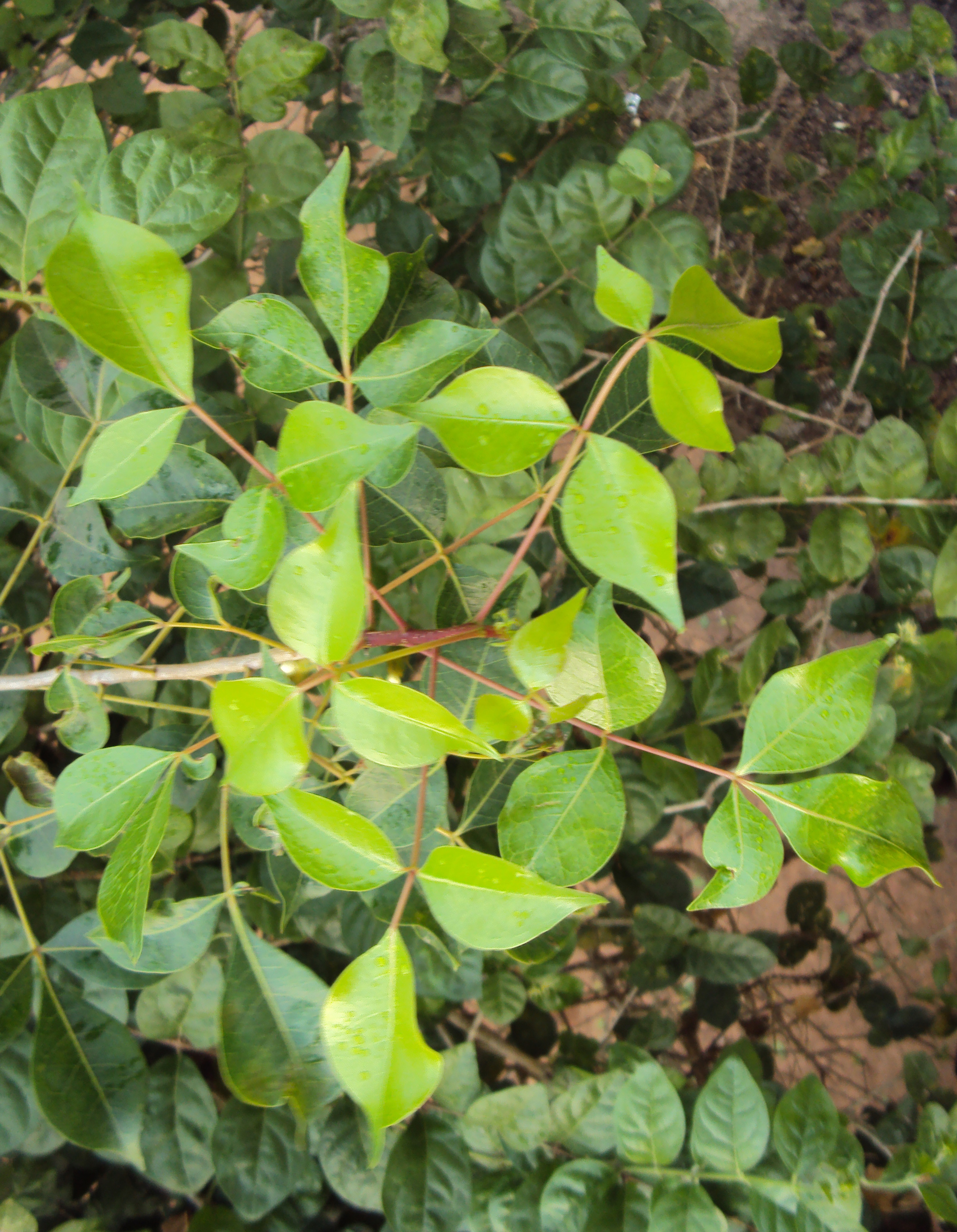 Commiphora caudata plant identification view