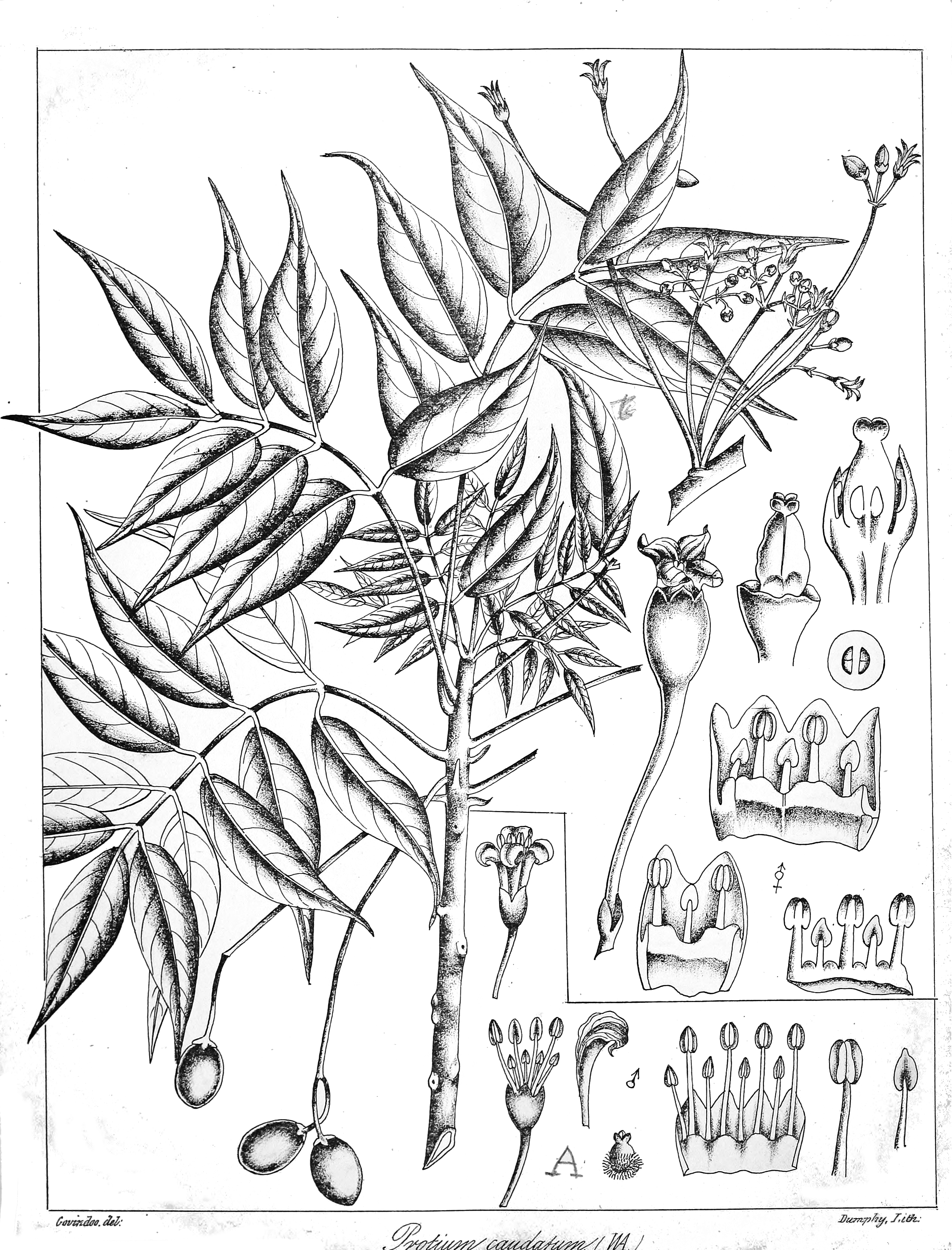 Commiphora caudata stem identification view