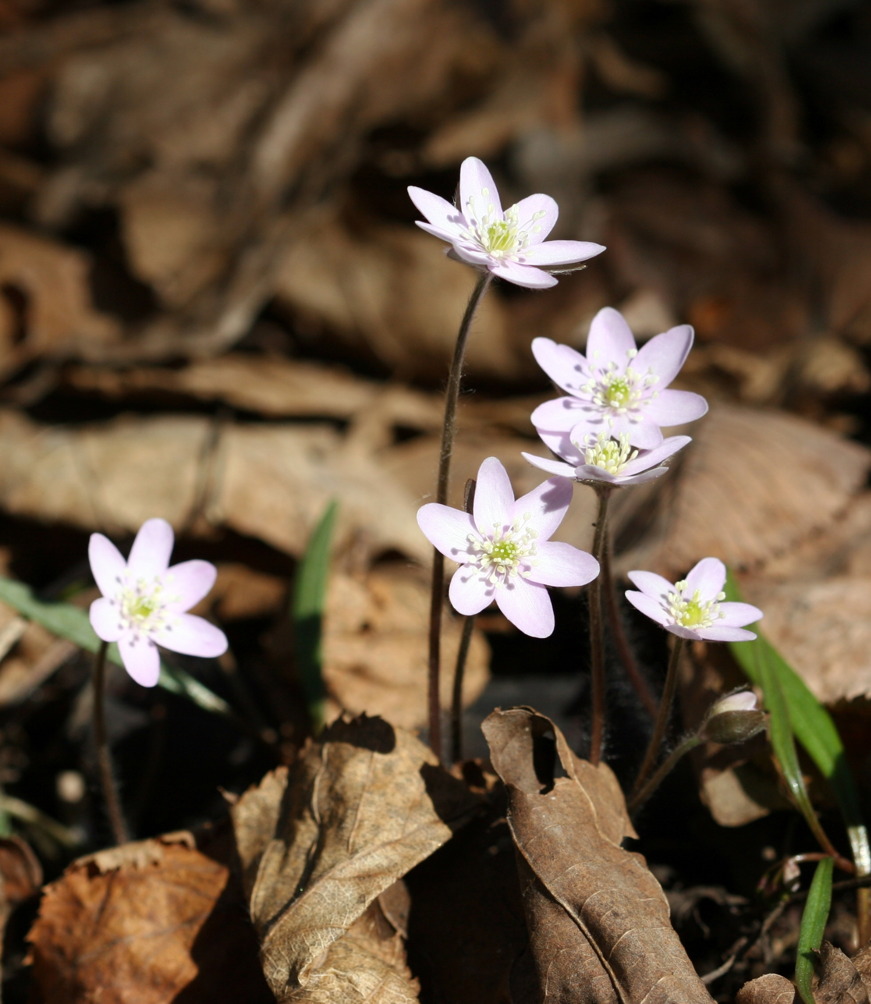 Common hepatica flower identification view