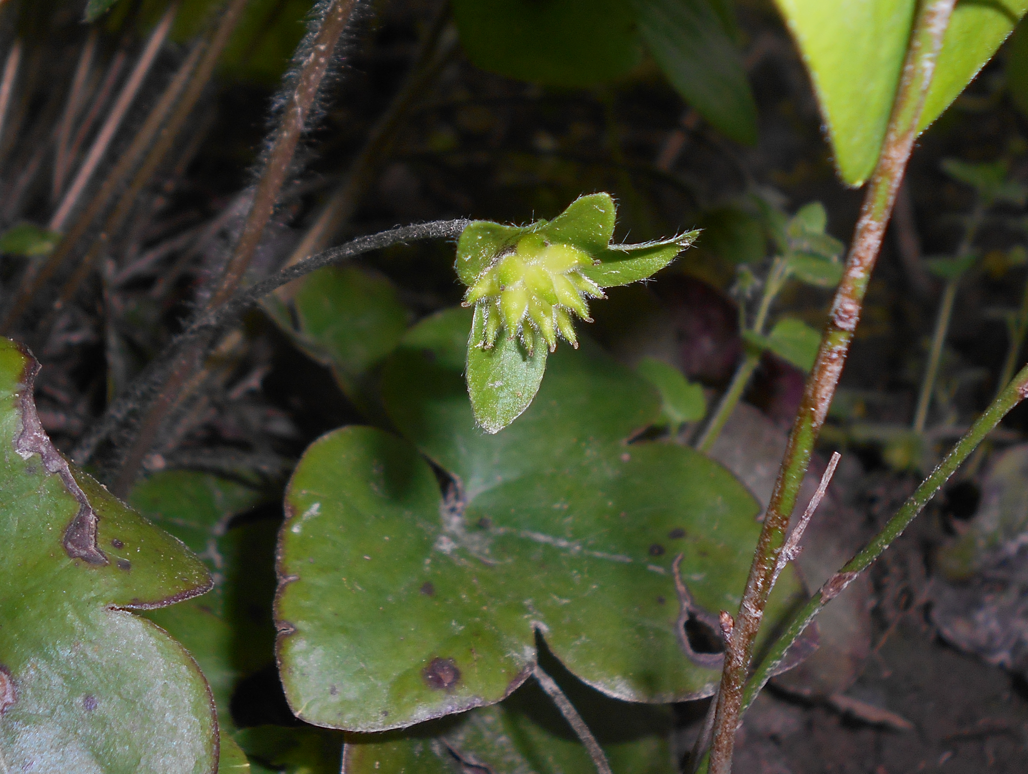 Common hepatica fruit identification view