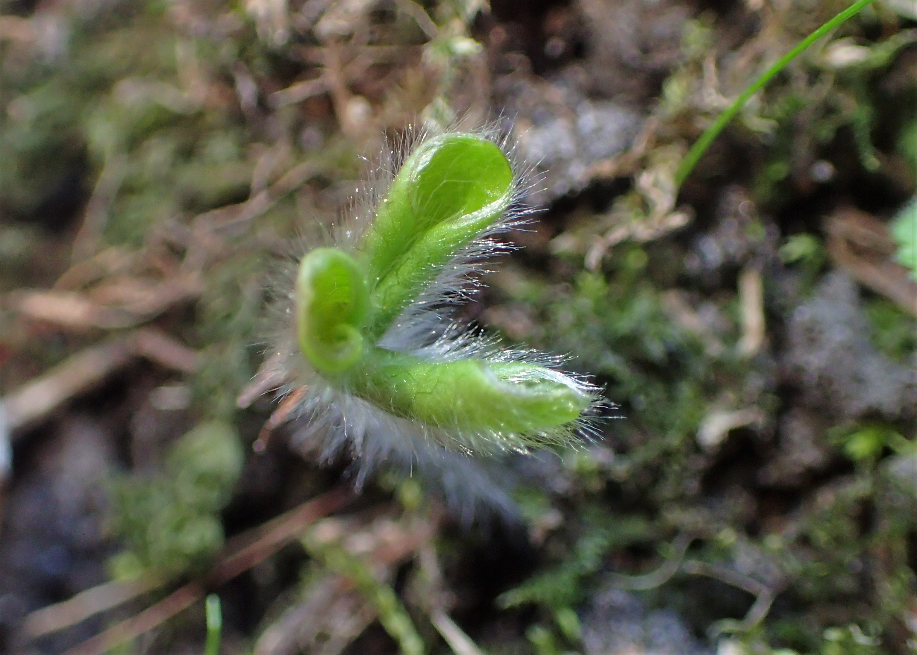 Common hepatica leaf identification view