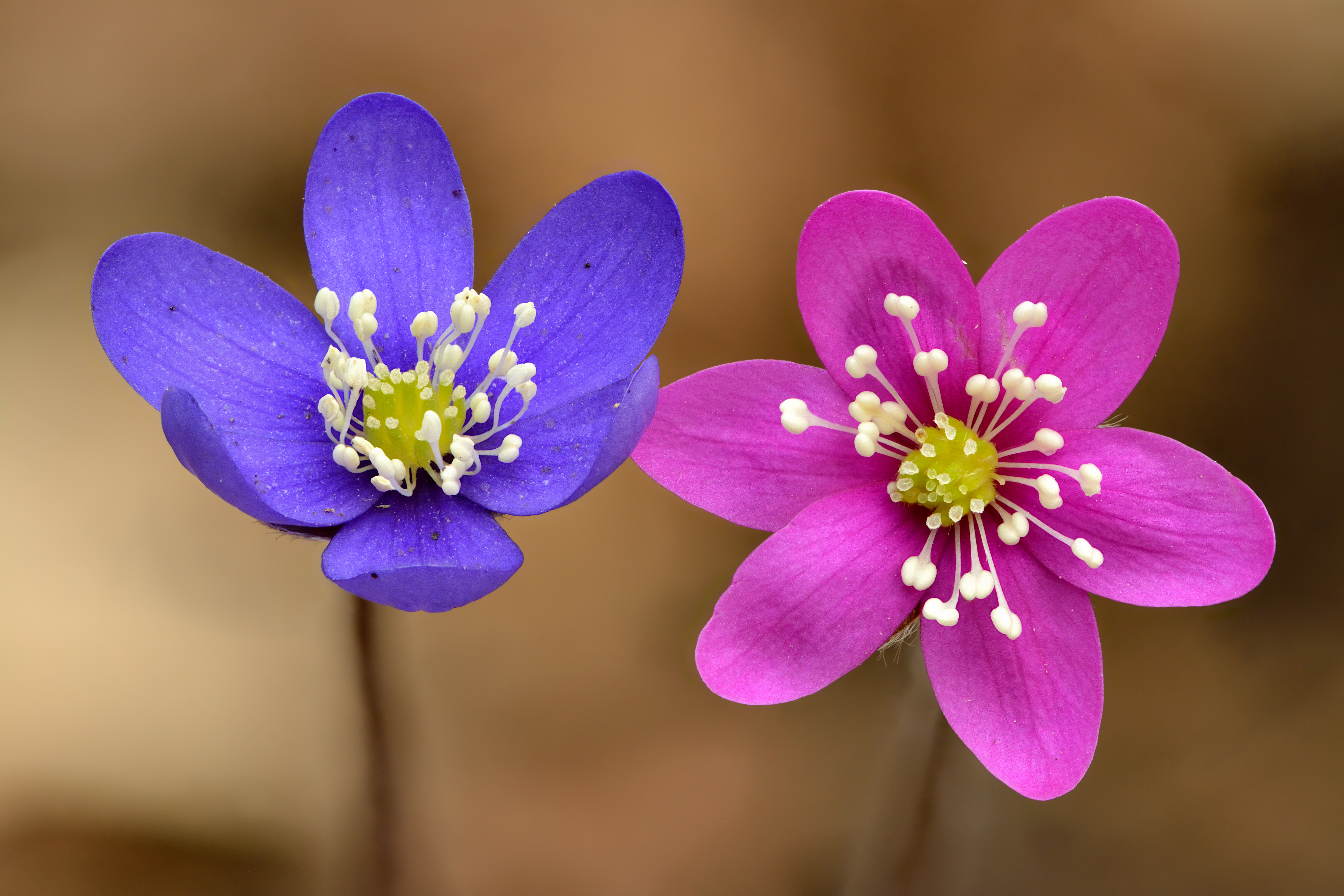 Common hepatica plant identification view