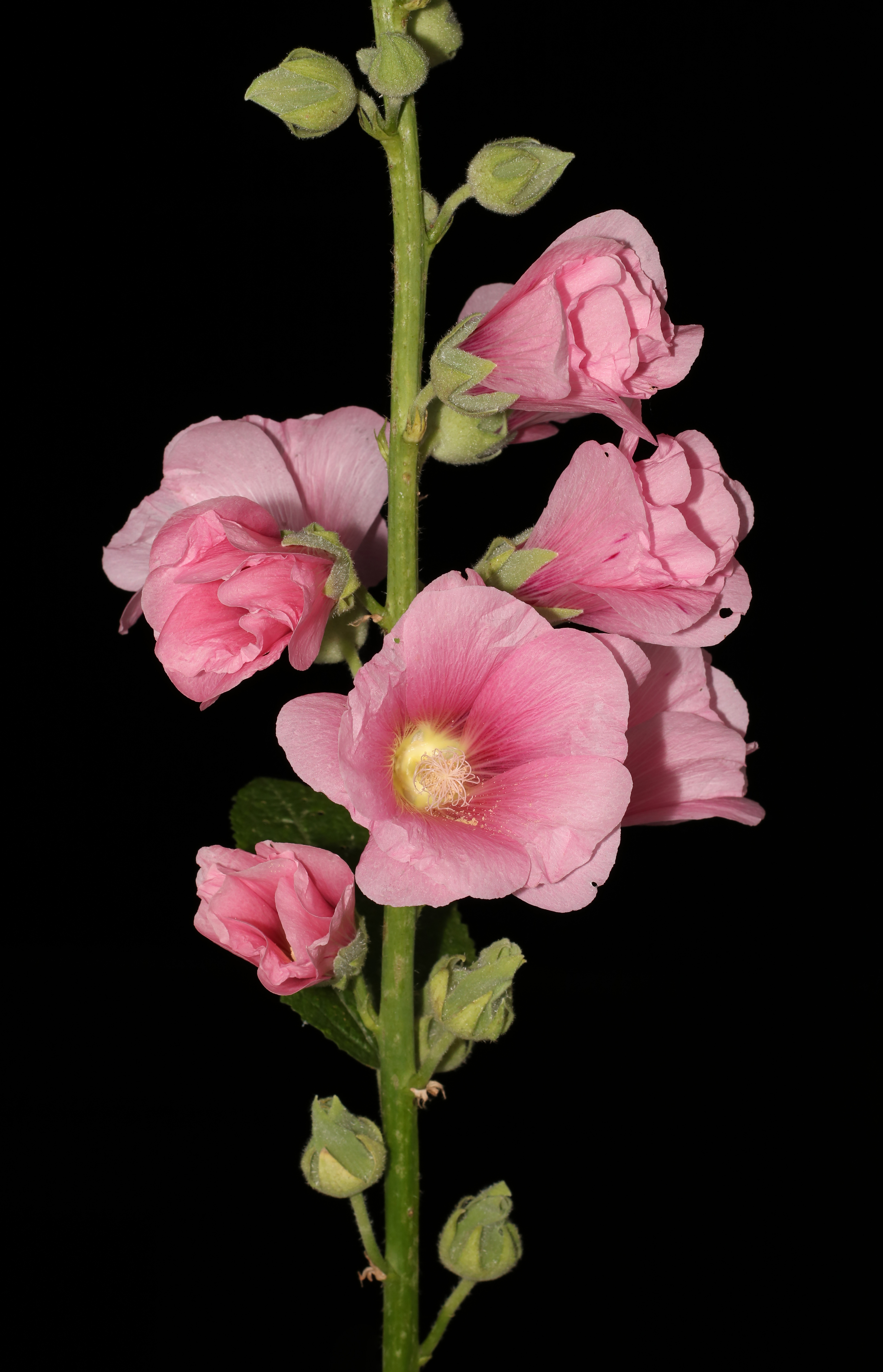 Common hollyhock flower identification view
