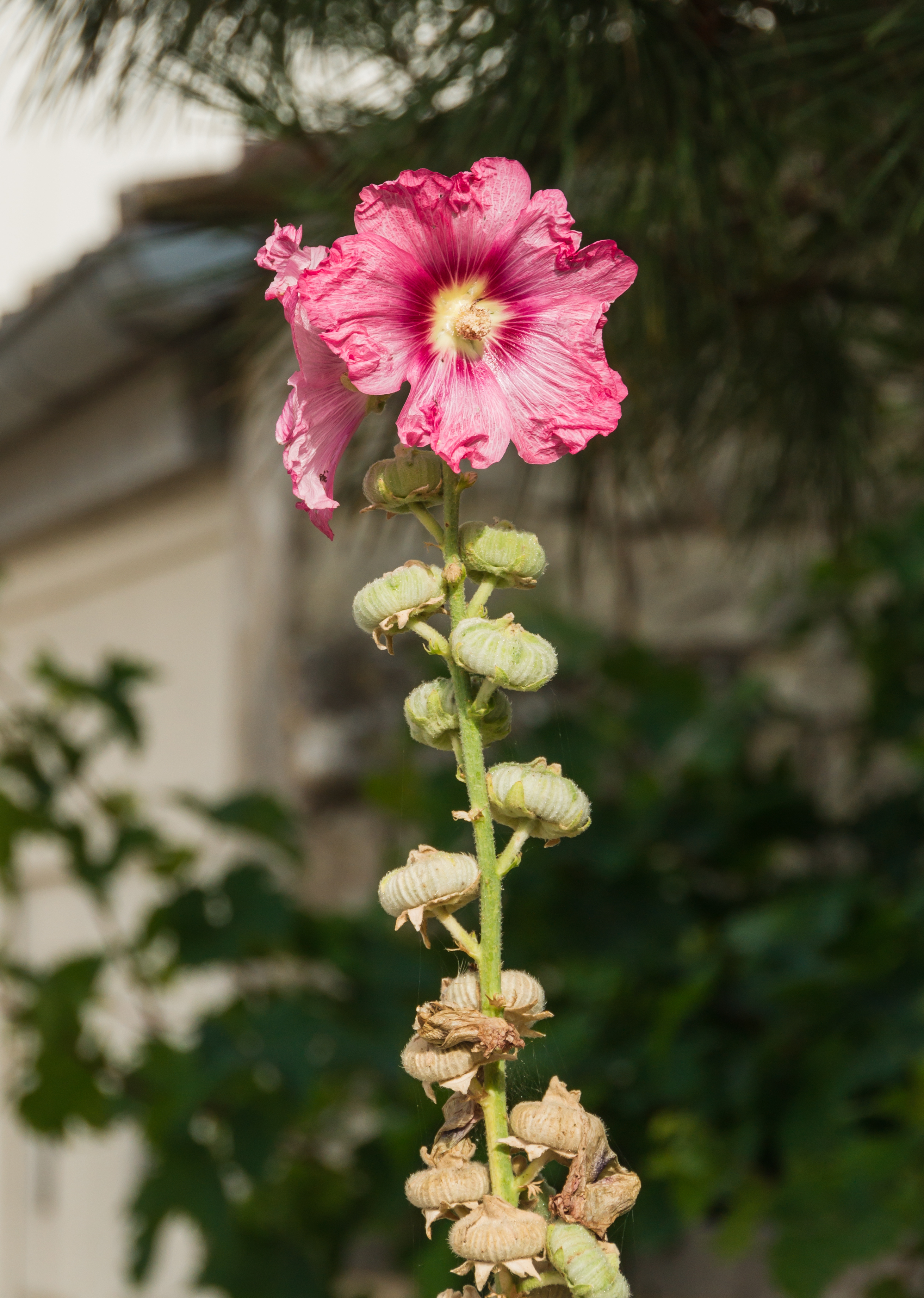Common hollyhock fruit identification view