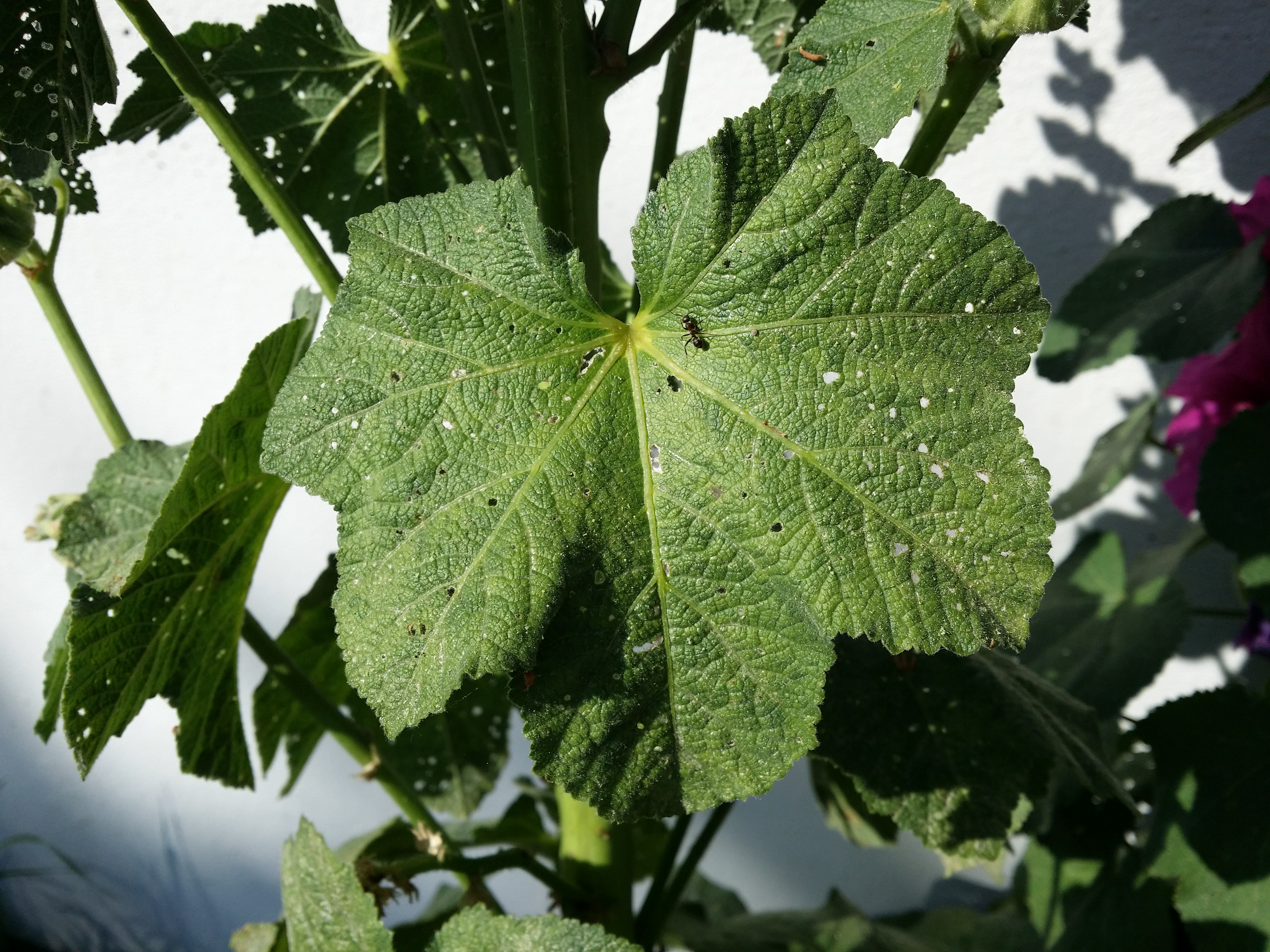 Common hollyhock leaf identification view