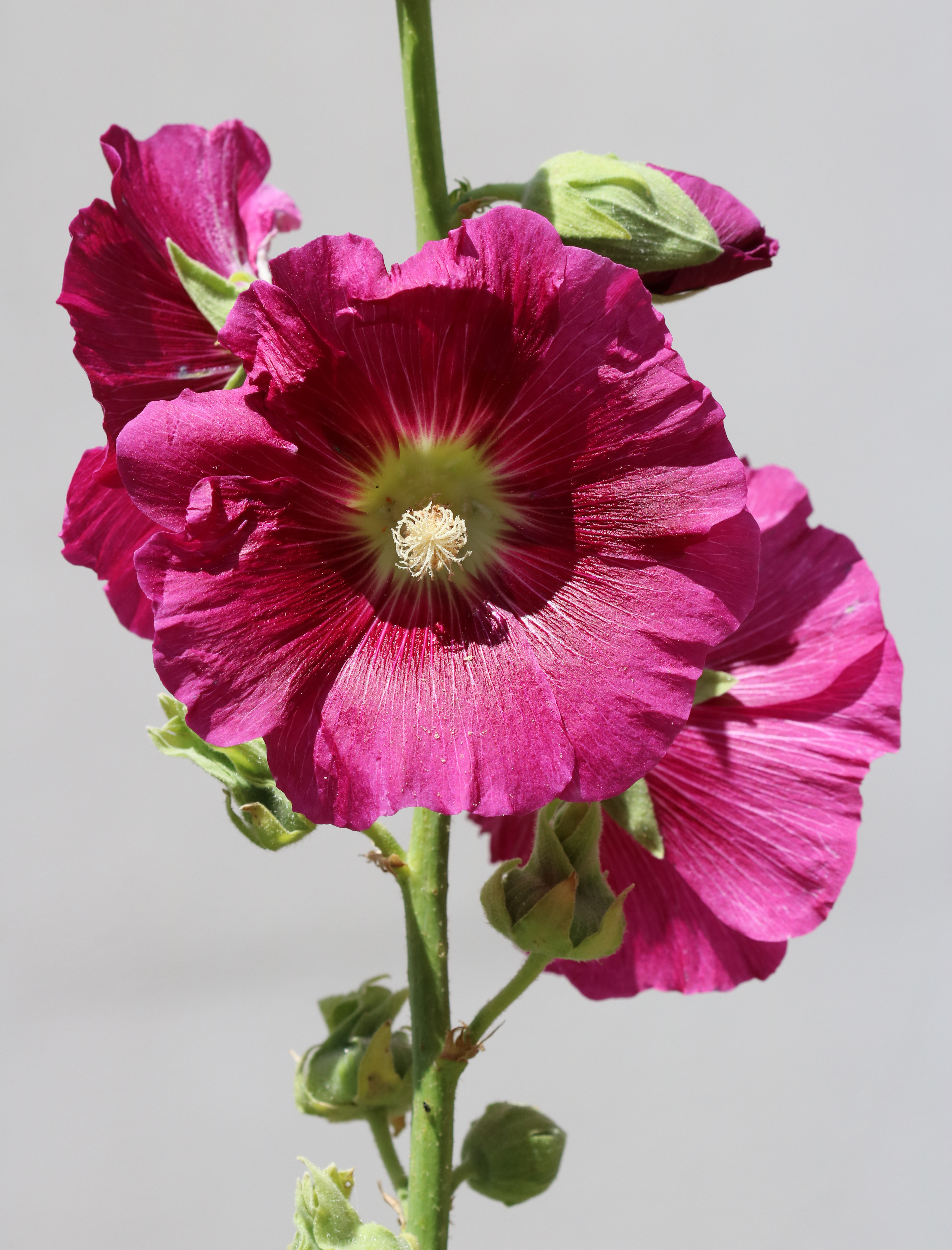 Common hollyhock plant identification view