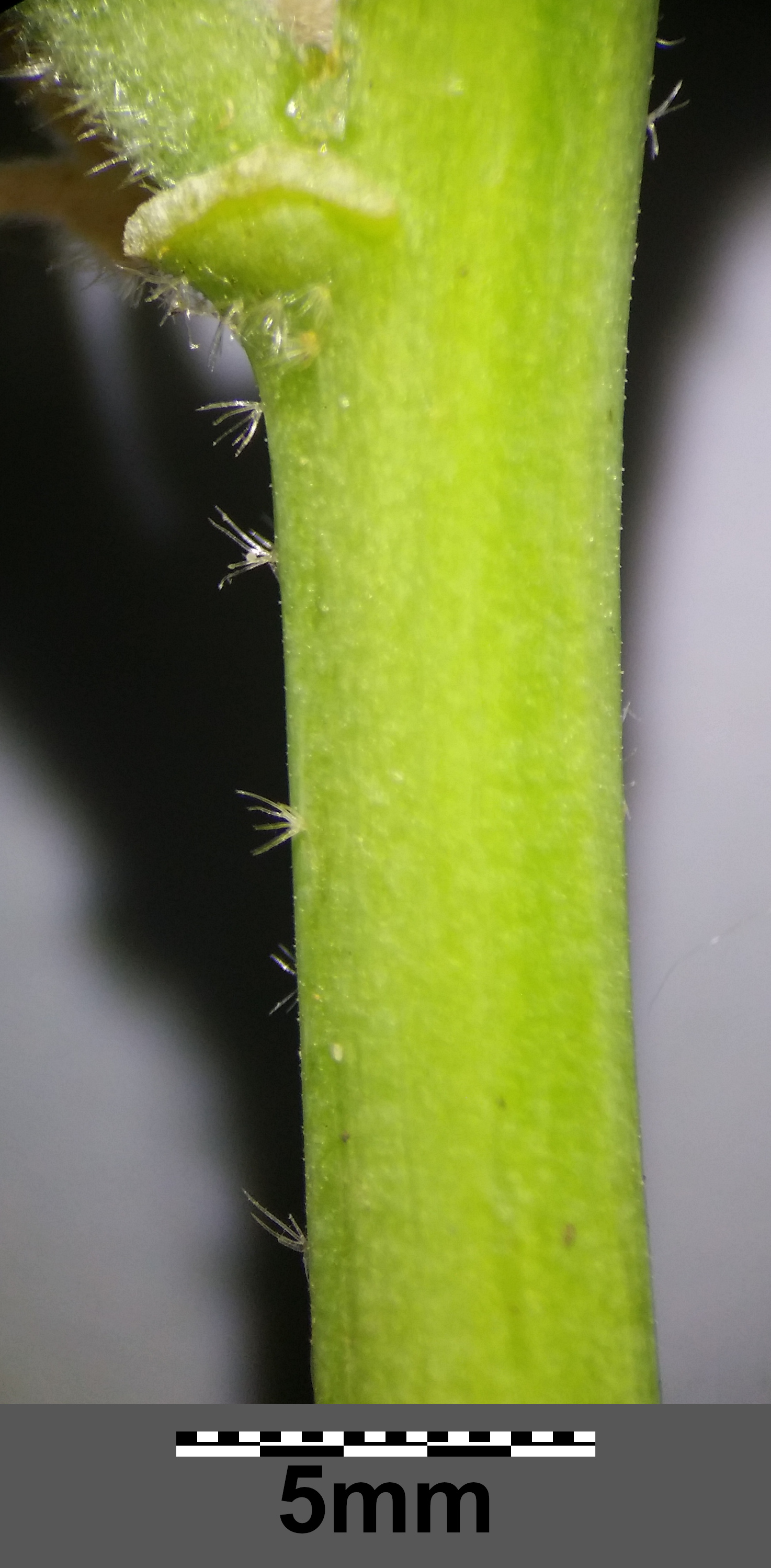Common hollyhock stem identification view