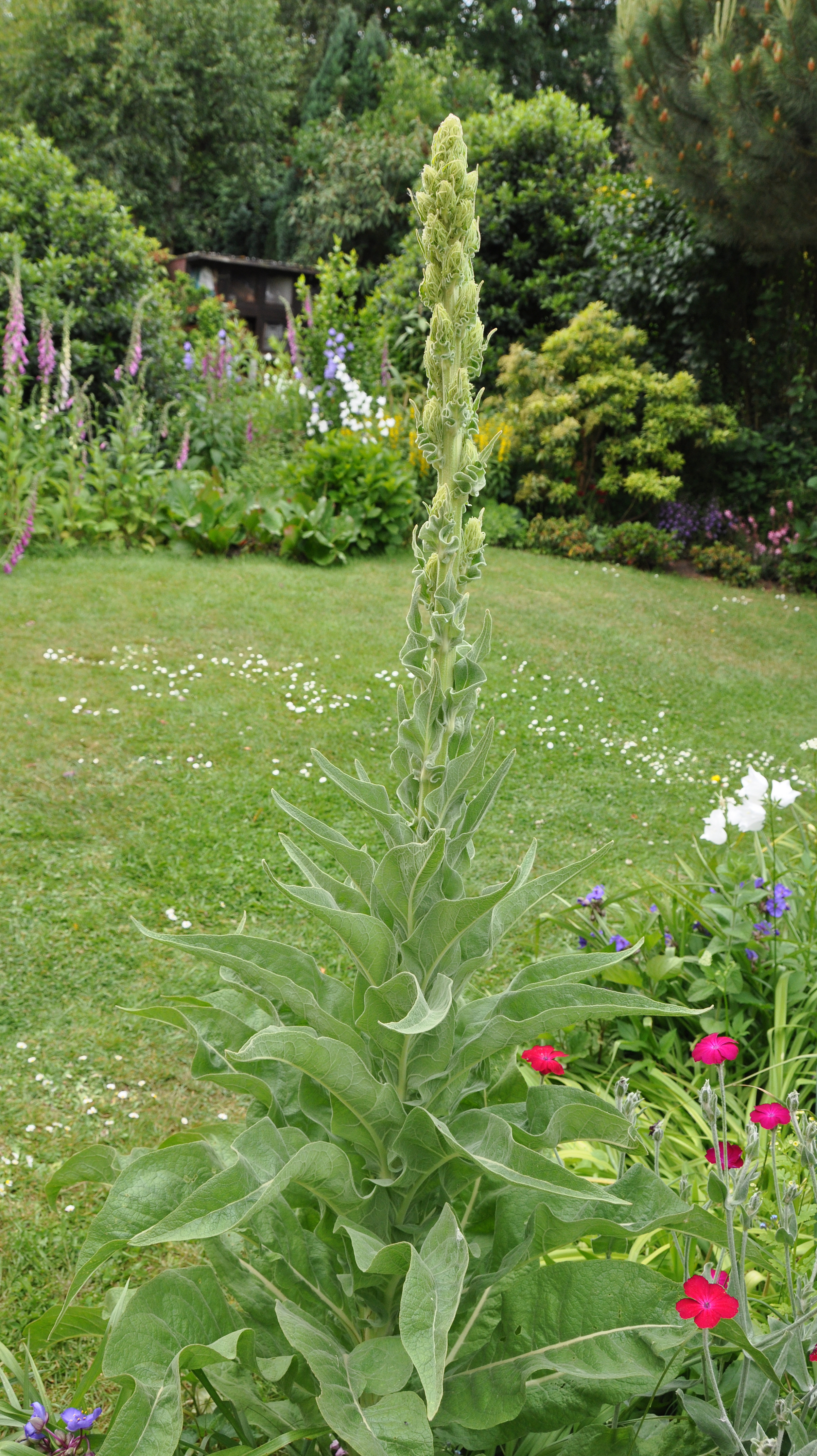 Common mullein flower identification view