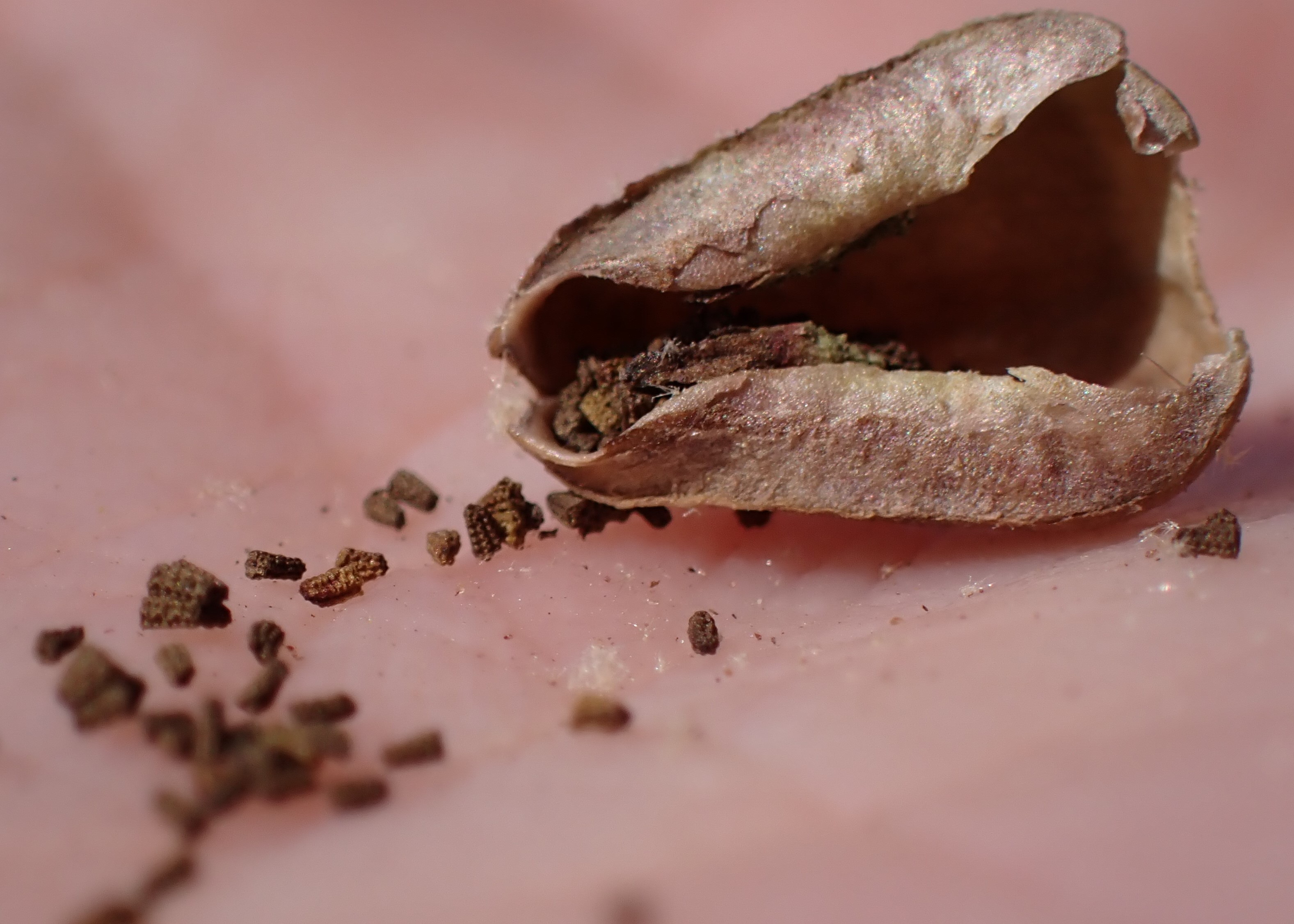 Common mullein fruit identification view