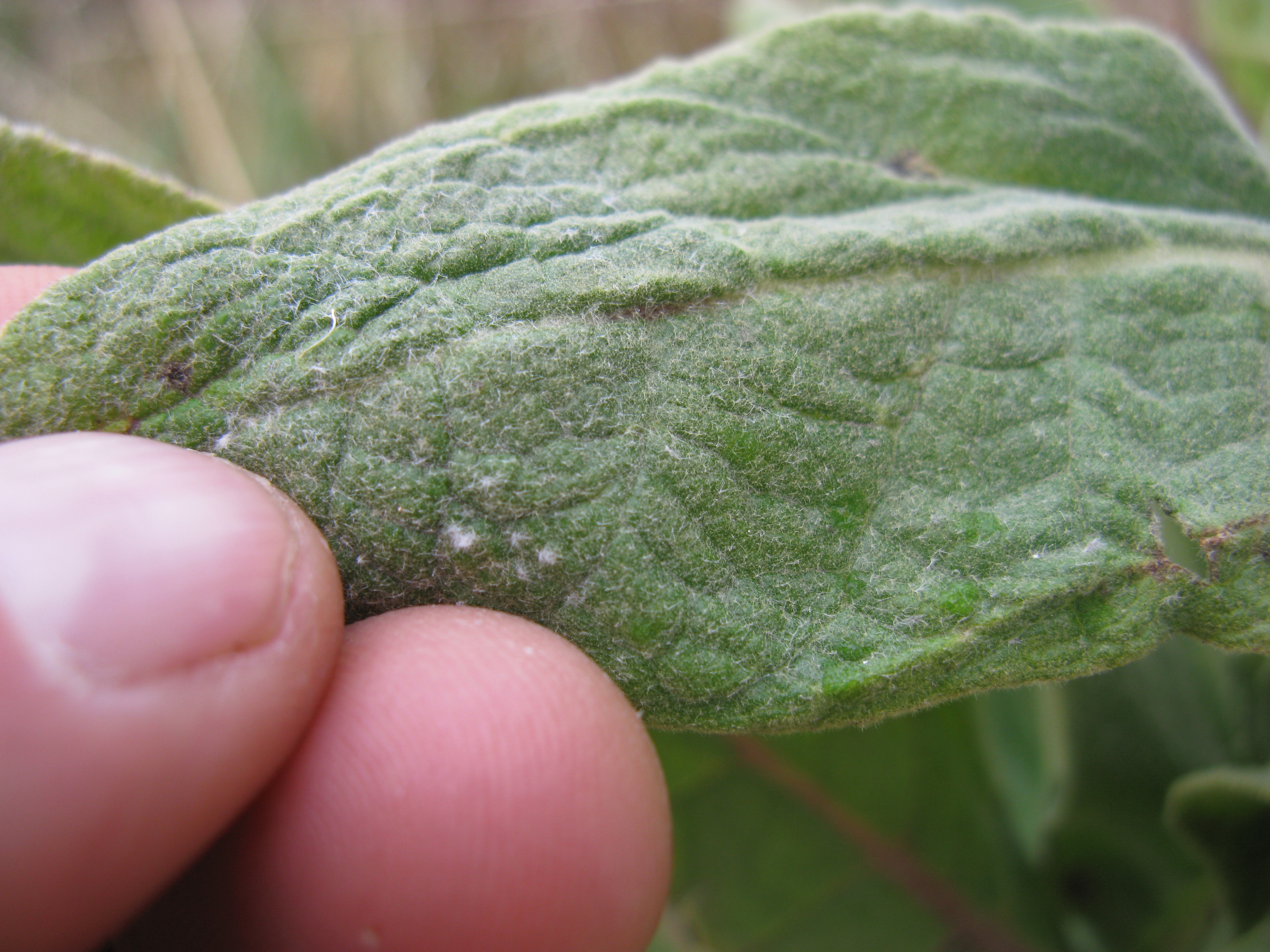 Common mullein leaf identification view