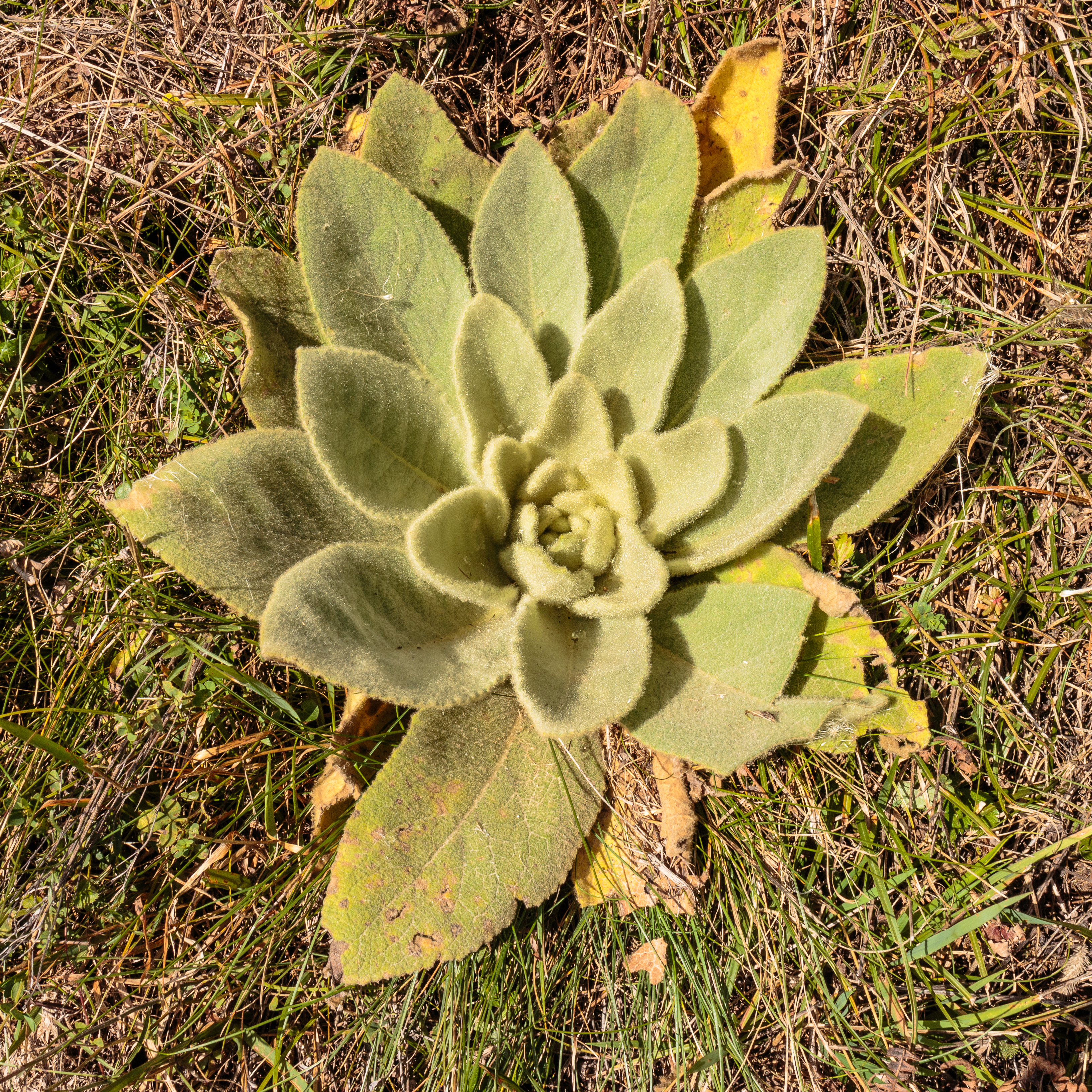 Common mullein plant identification view