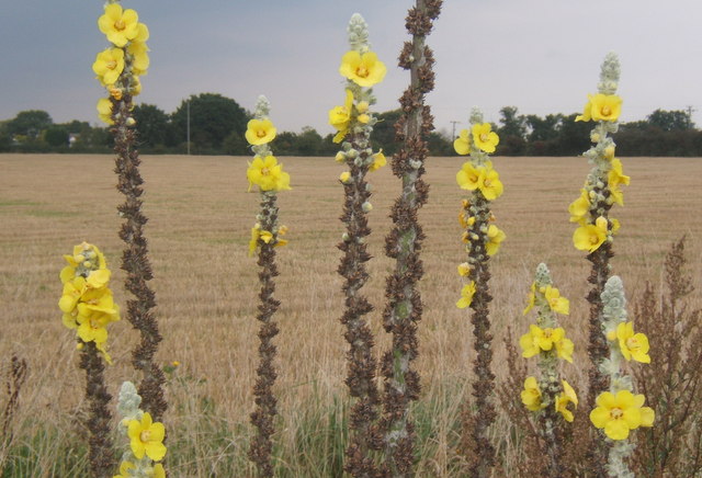 Common mullein stem identification view