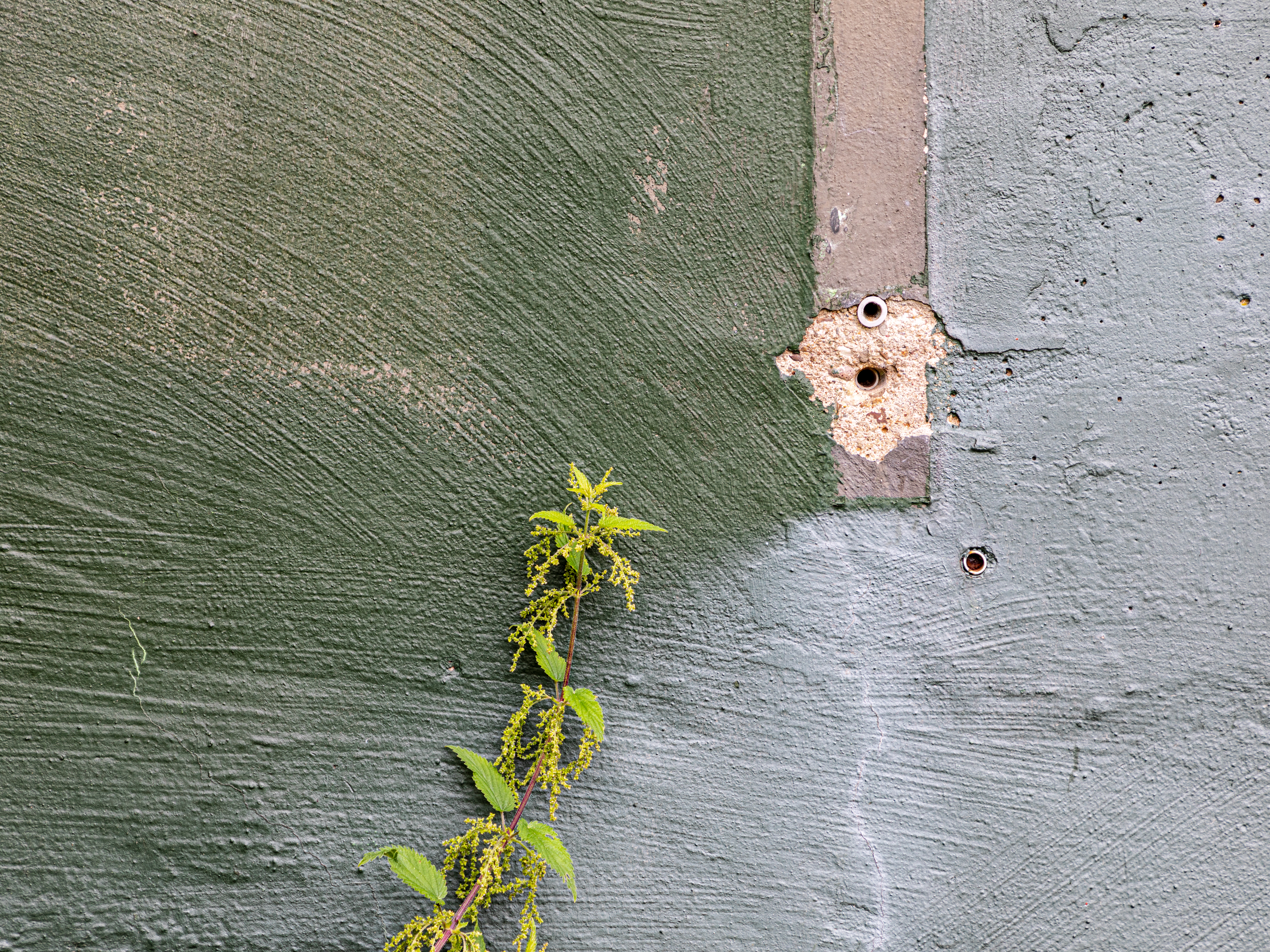 Common nettle, stinging nettle flower identification view