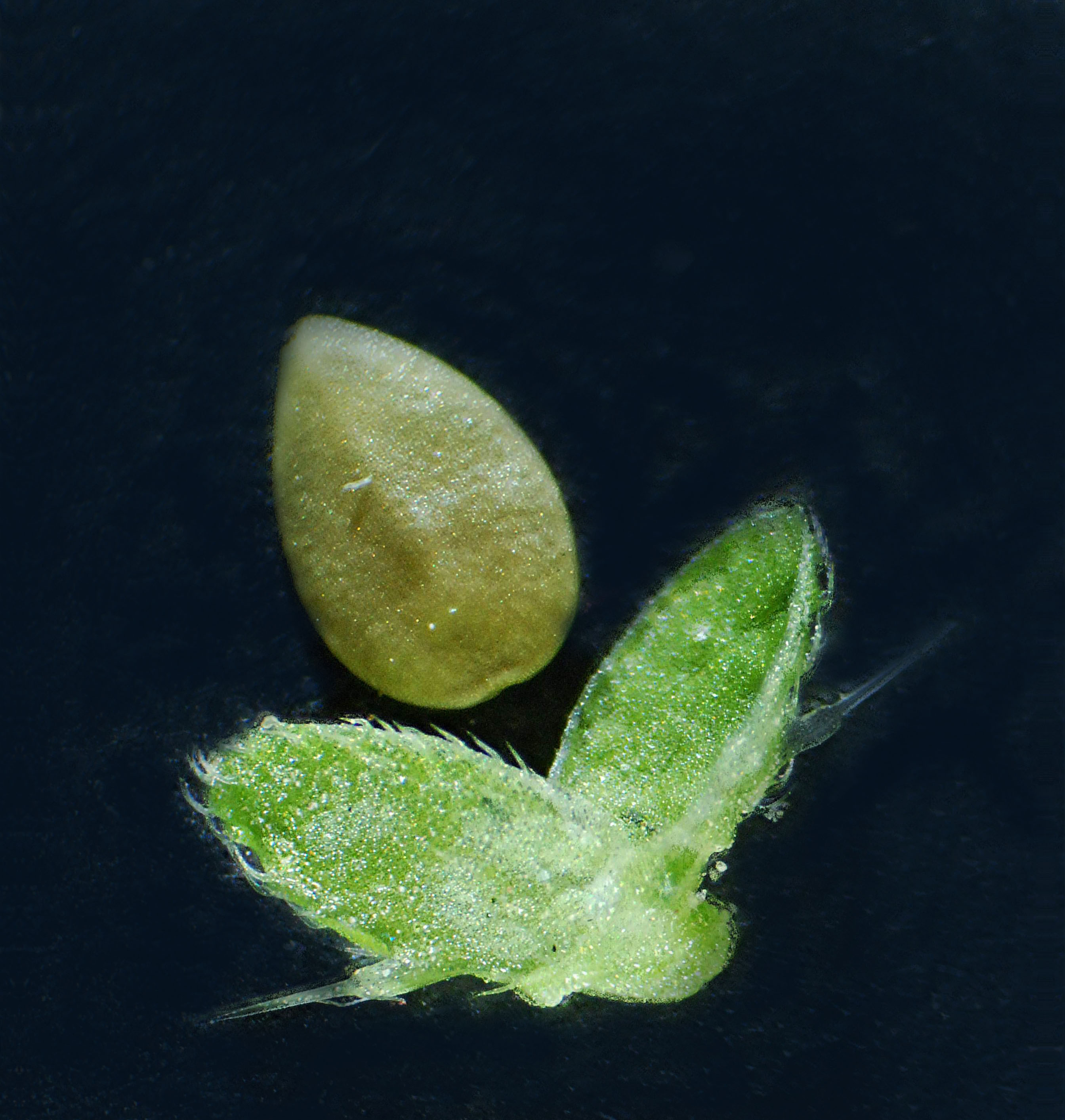 Common nettle, stinging nettle fruit identification view