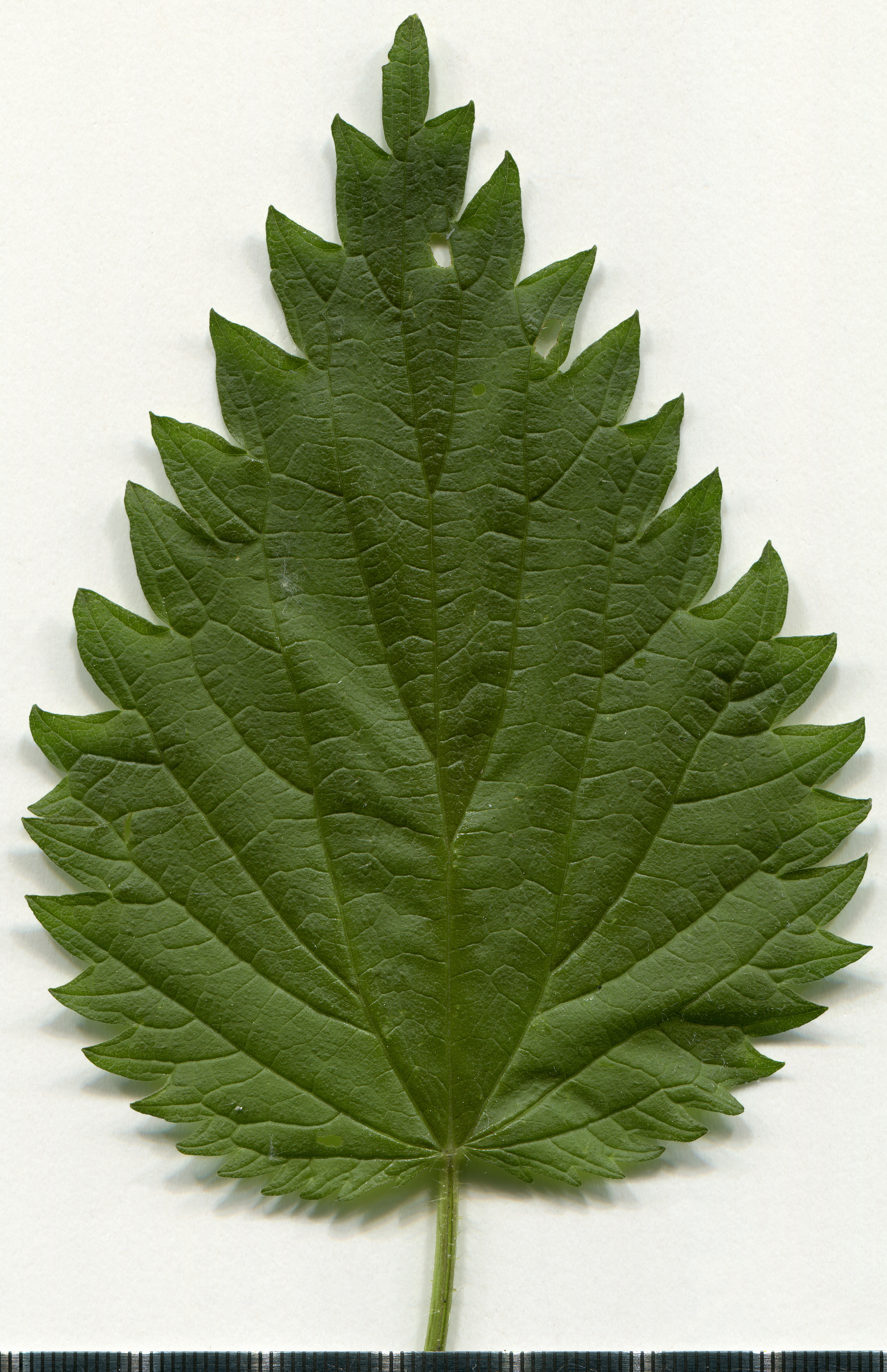 Common nettle, stinging nettle leaf identification view