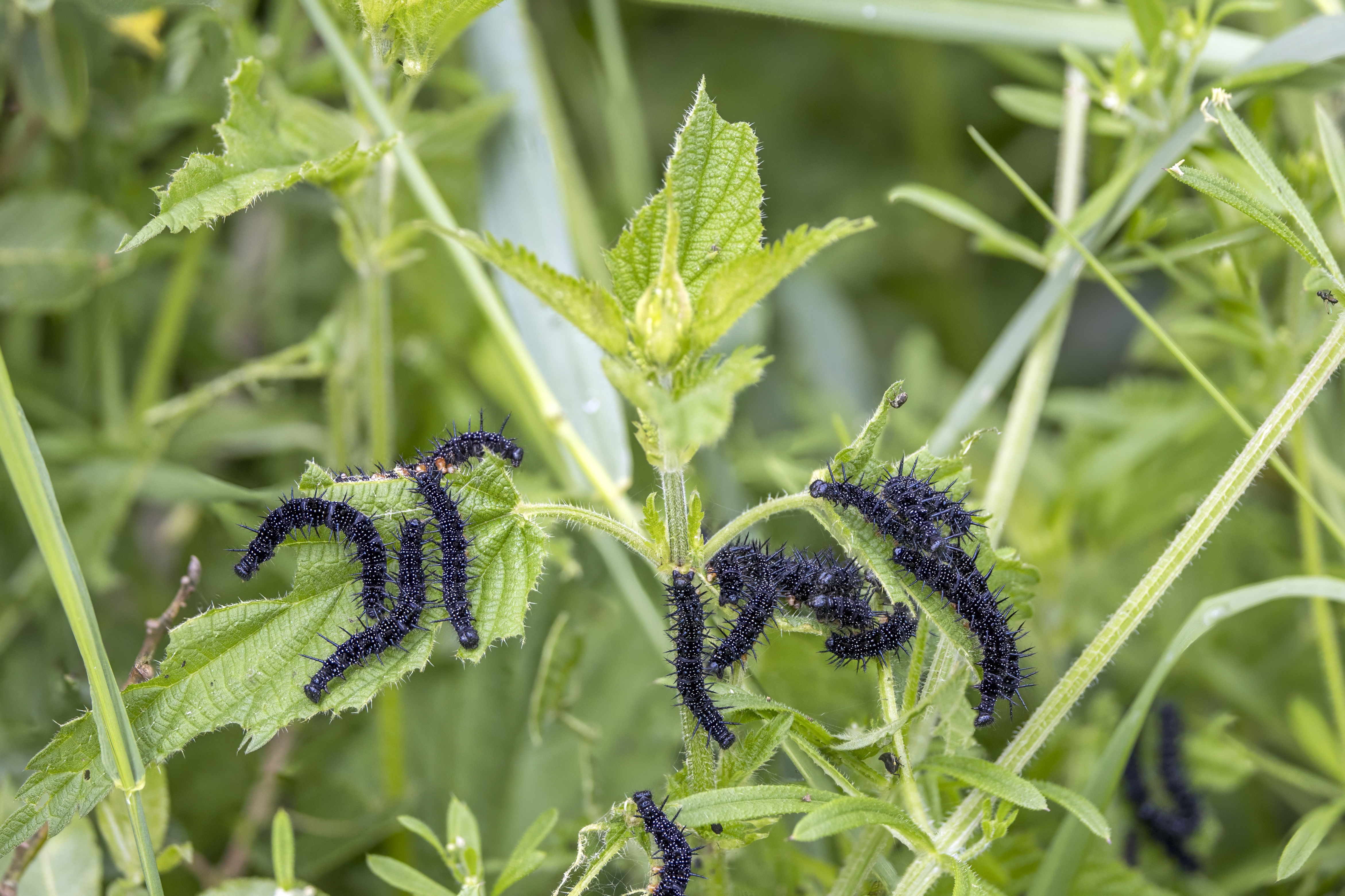 Common nettle, stinging nettle plant identification view