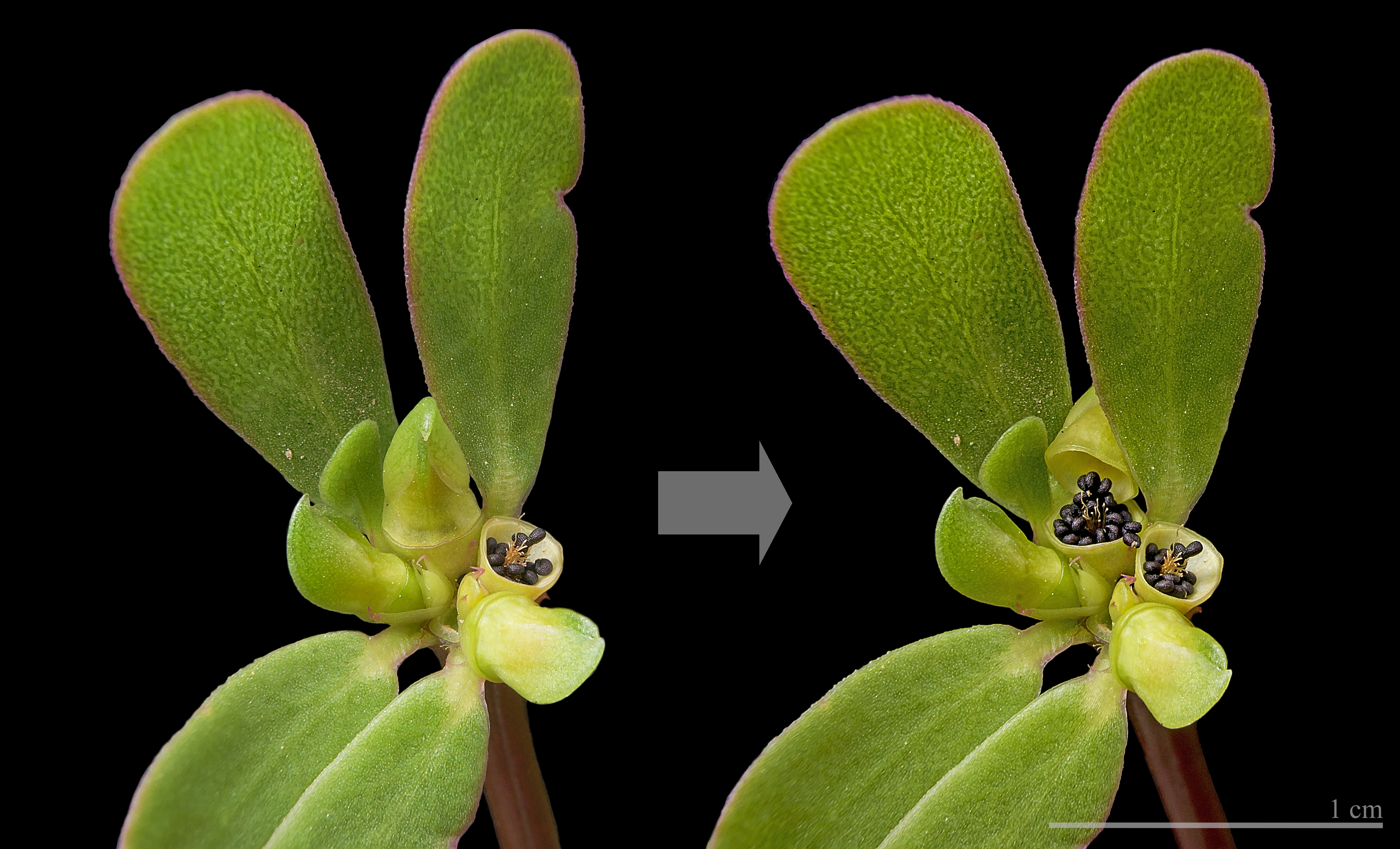 Common Purslane fruit identification view