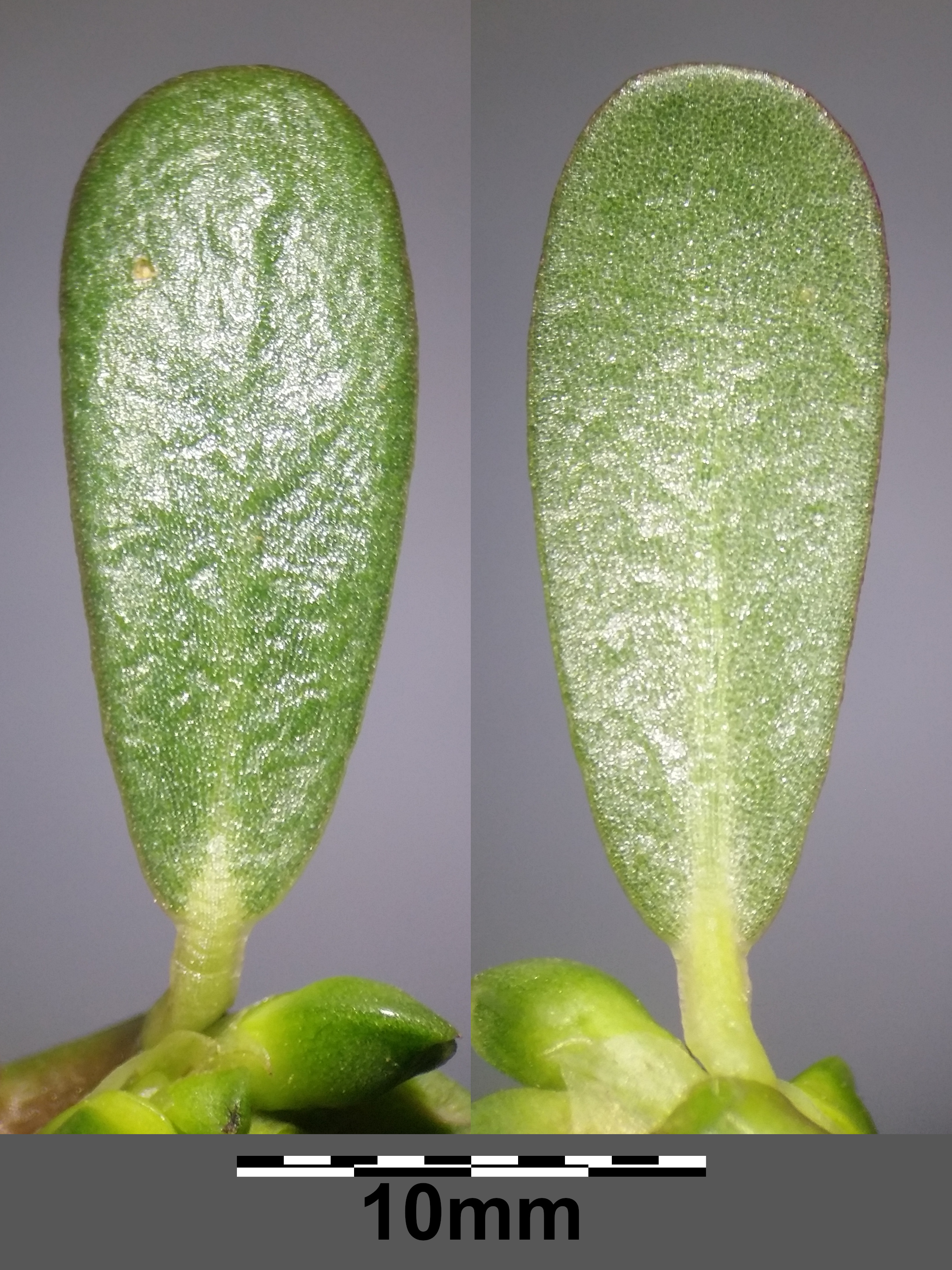 Common Purslane leaf identification view