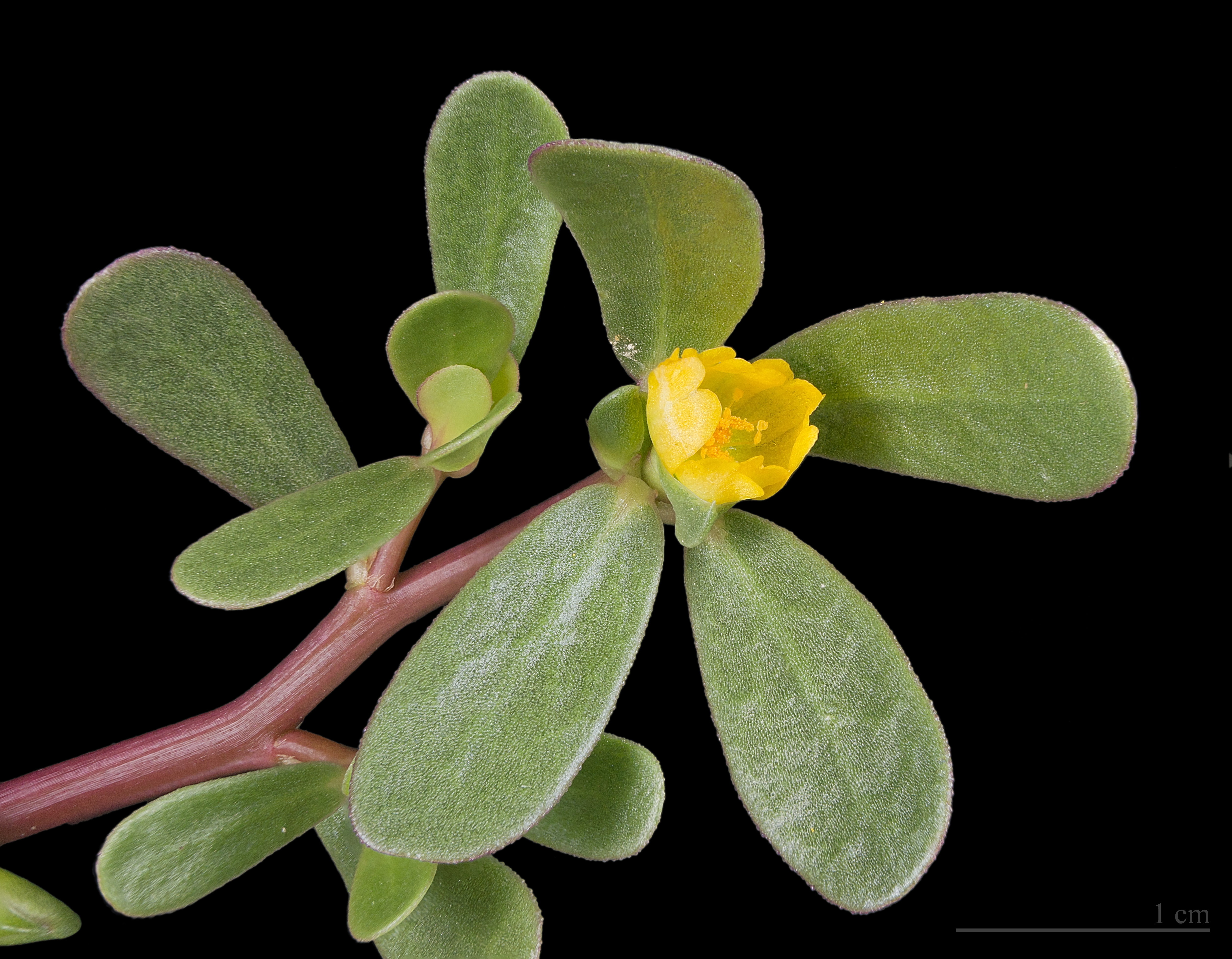 Common Purslane plant identification view