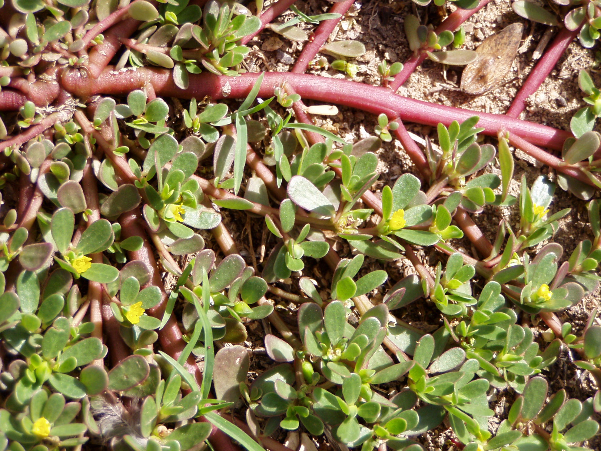 Common Purslane stem identification view
