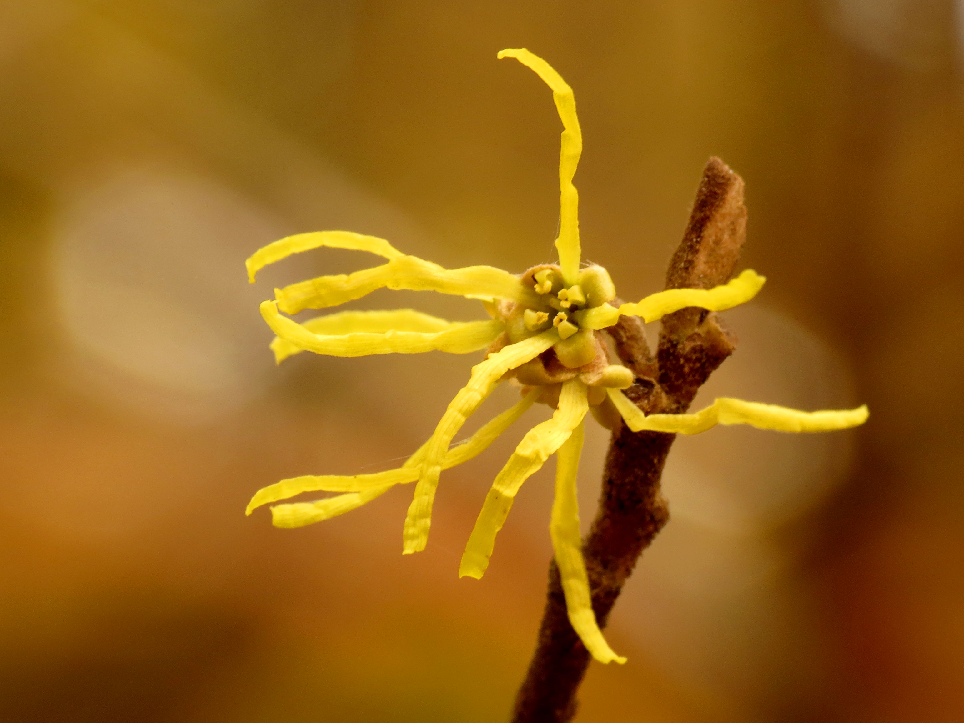 Common witch-hazel flower identification view