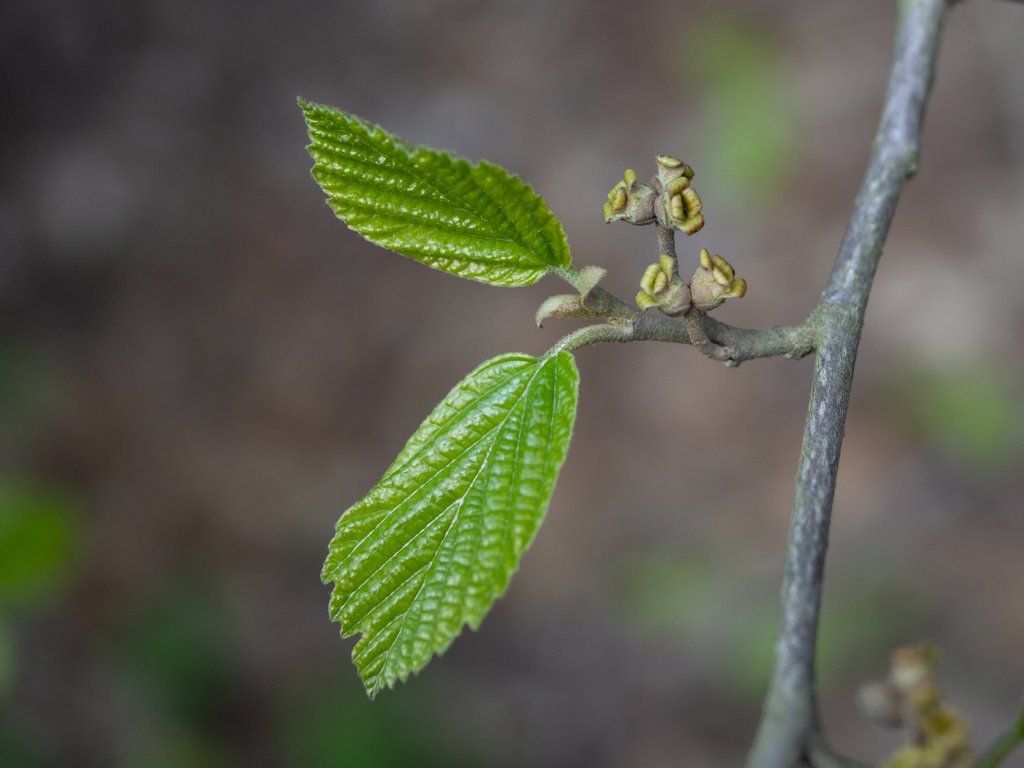 Common witch-hazel fruit identification view