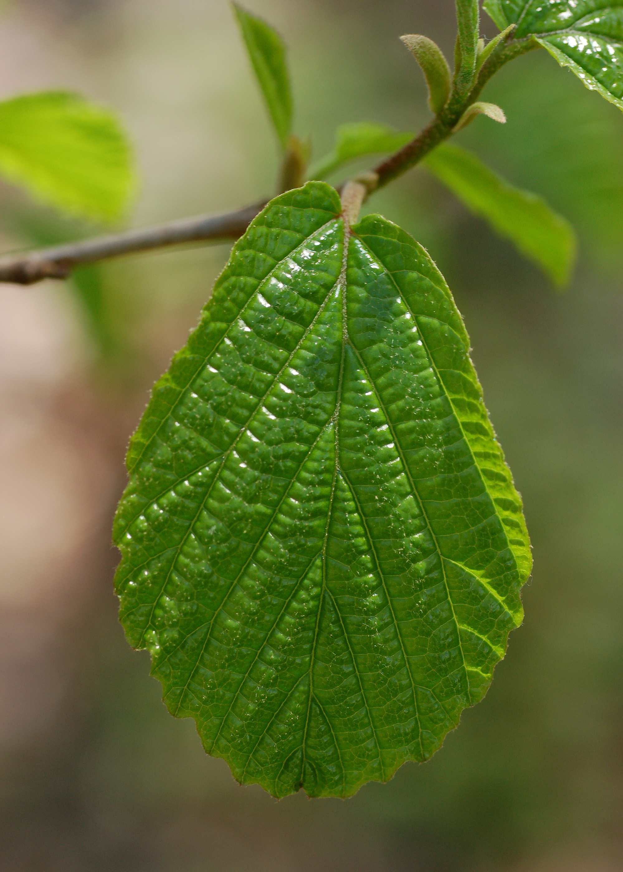 Common witch-hazel leaf identification view