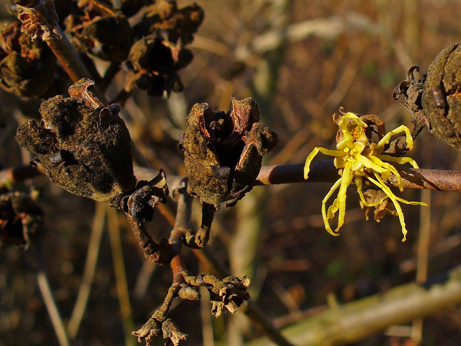 Common witch-hazel plant identification view
