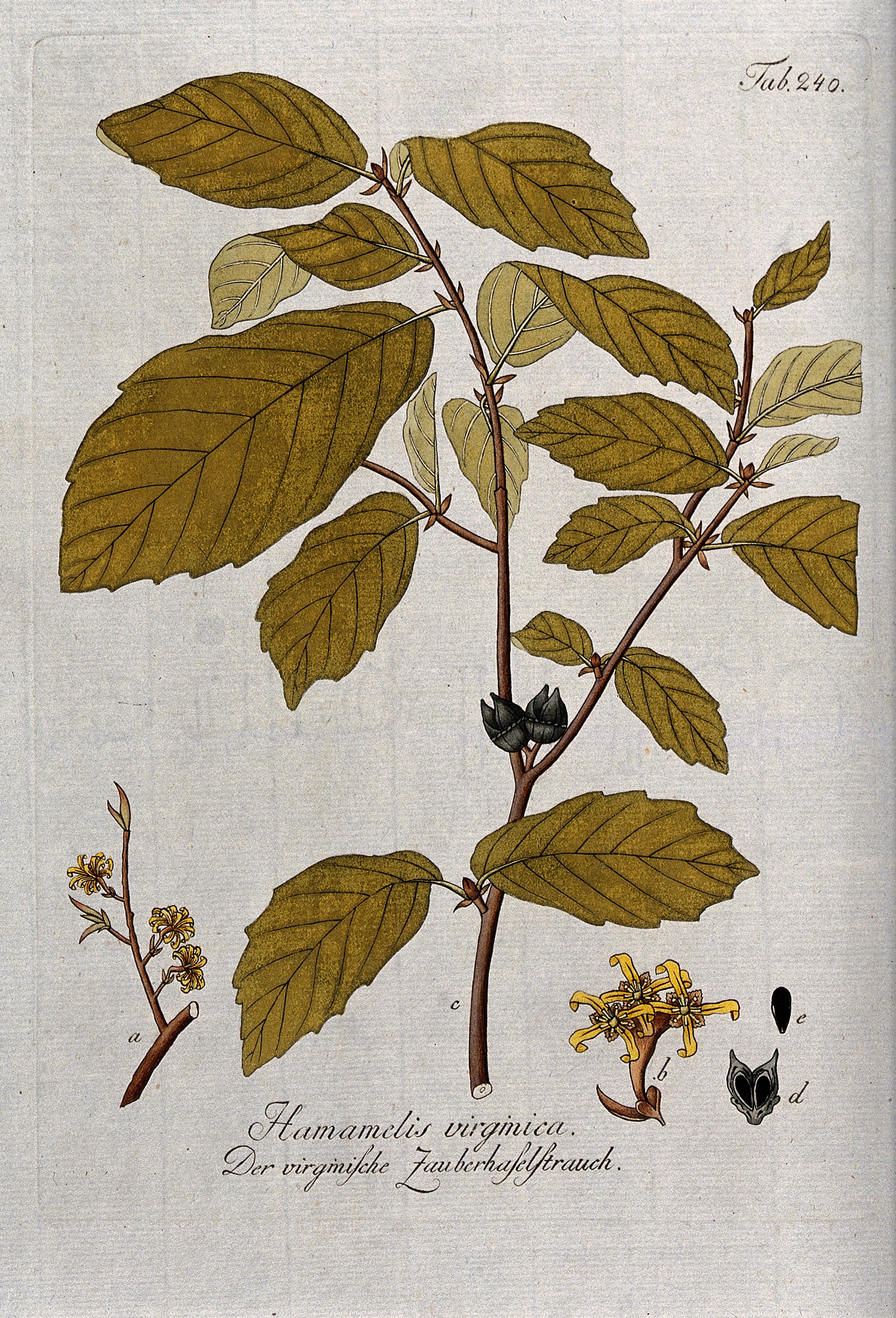 Common witch-hazel stem identification view