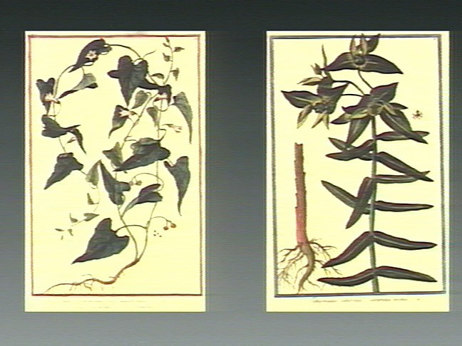 Convolvulus scammonia fruit identification view