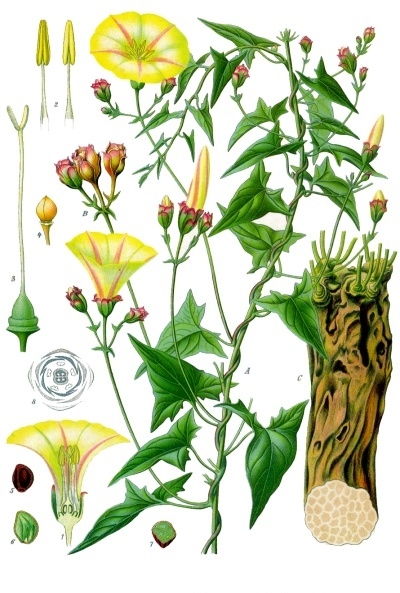 Convolvulus scammonia leaf identification view