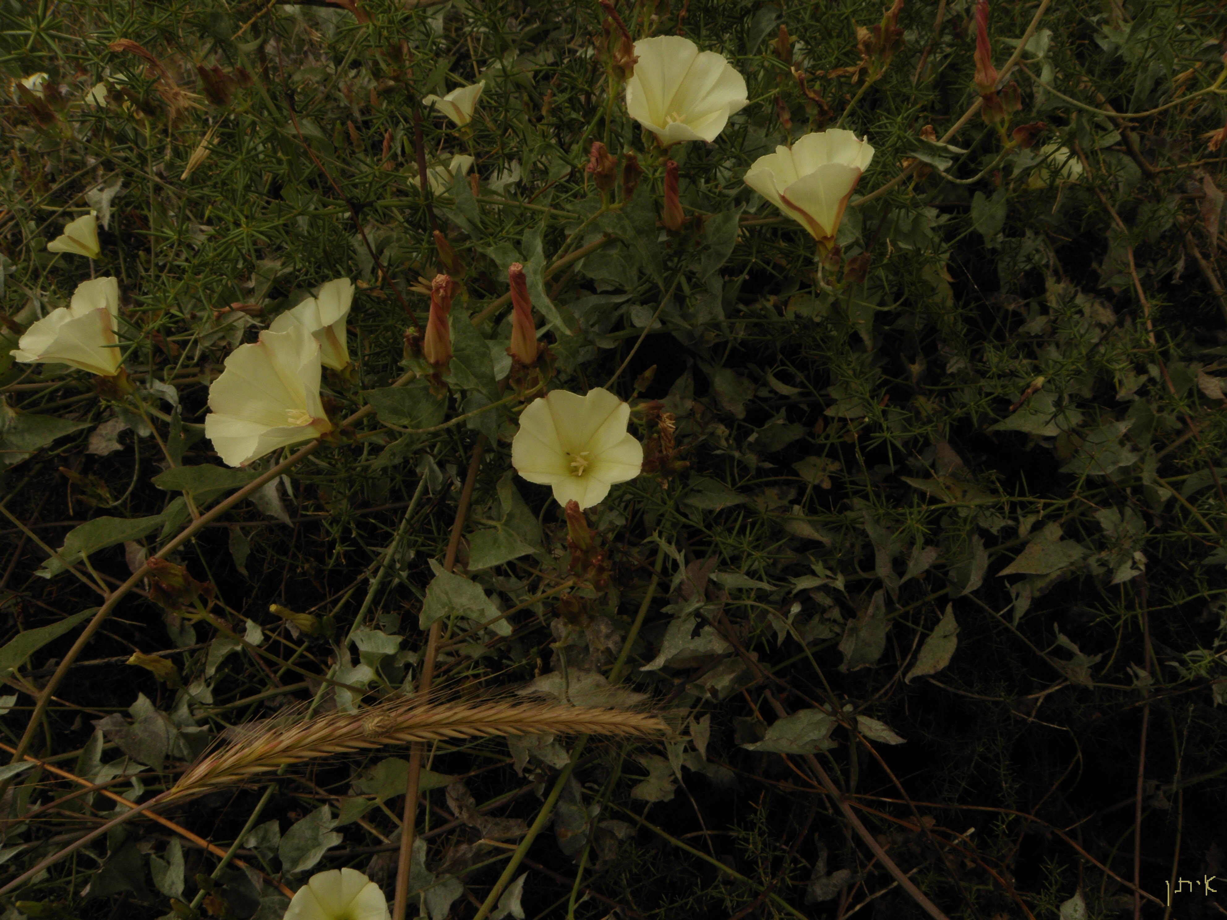 Convolvulus scammonia stem identification view