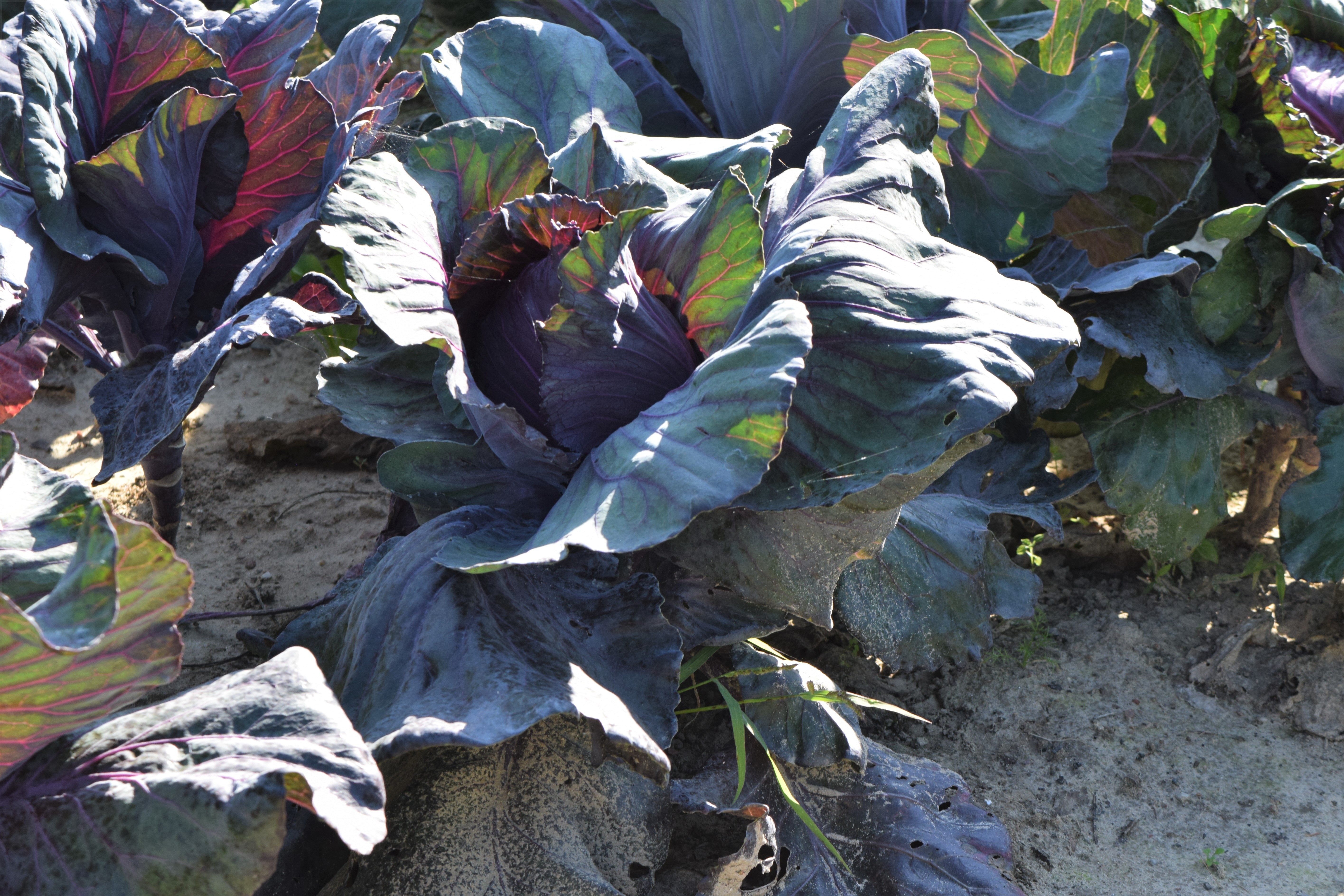 Red Acre Cabbage plant identification view