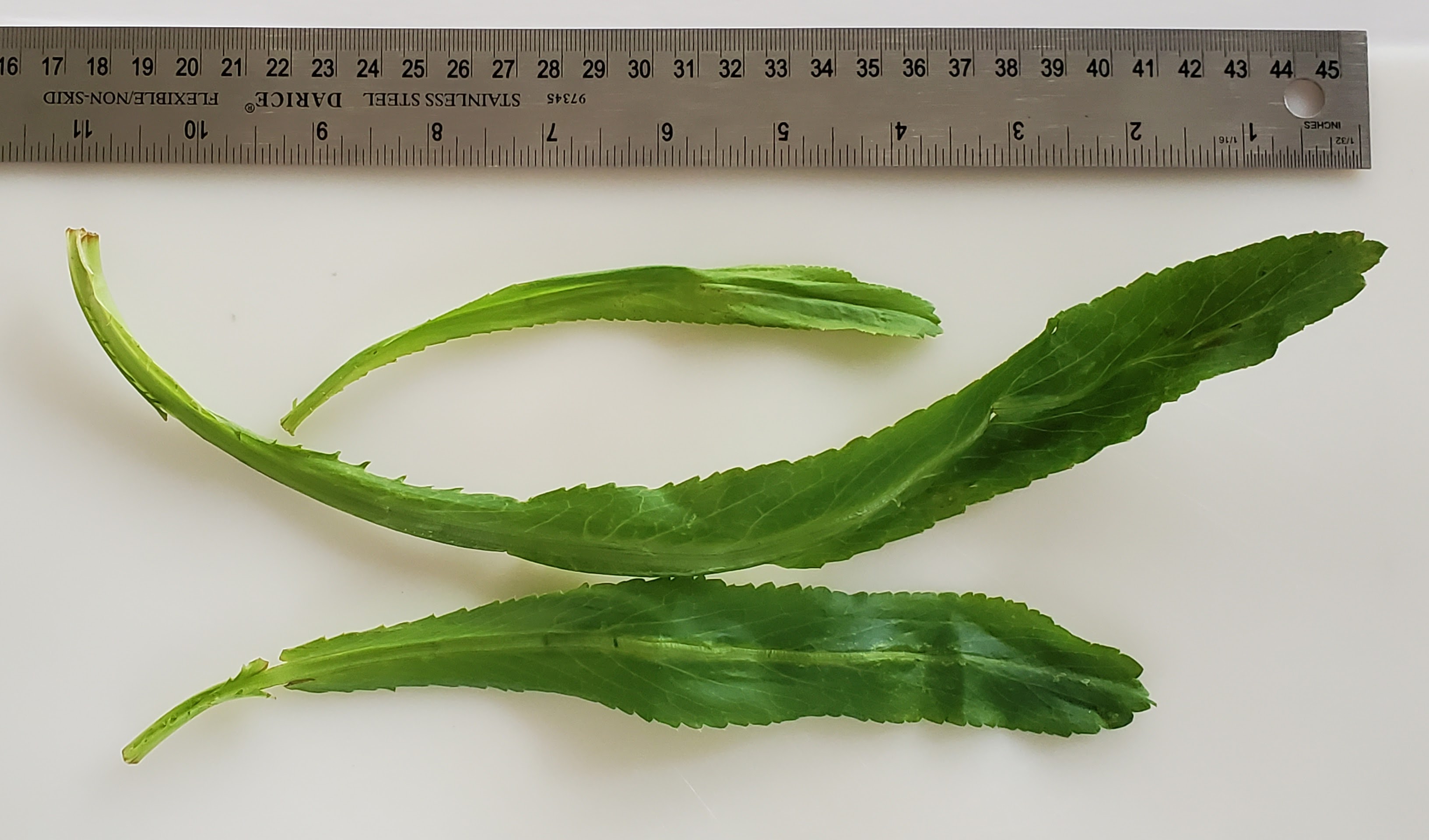 Coriander plant identification view