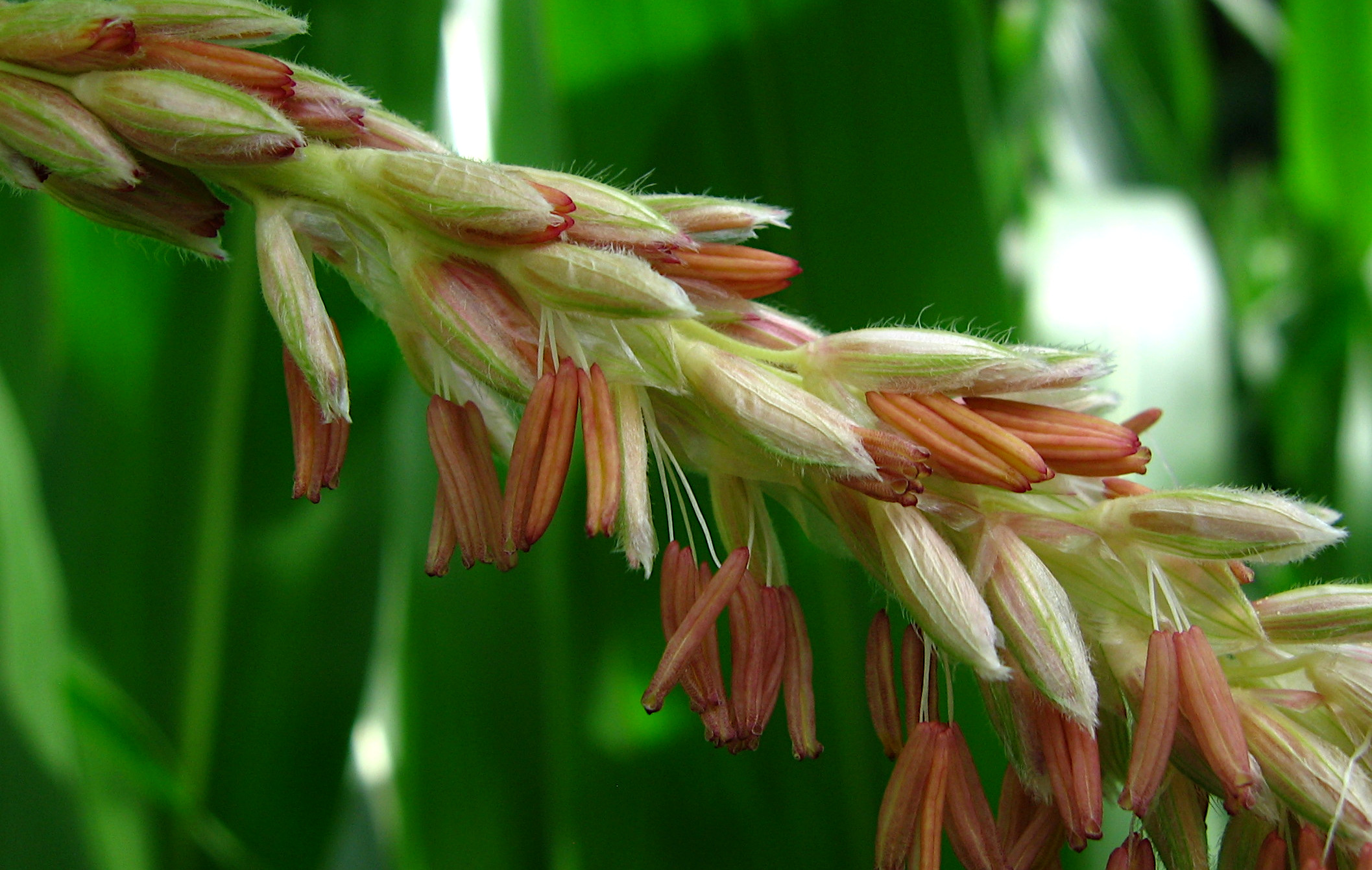 Field Corn flower identification view