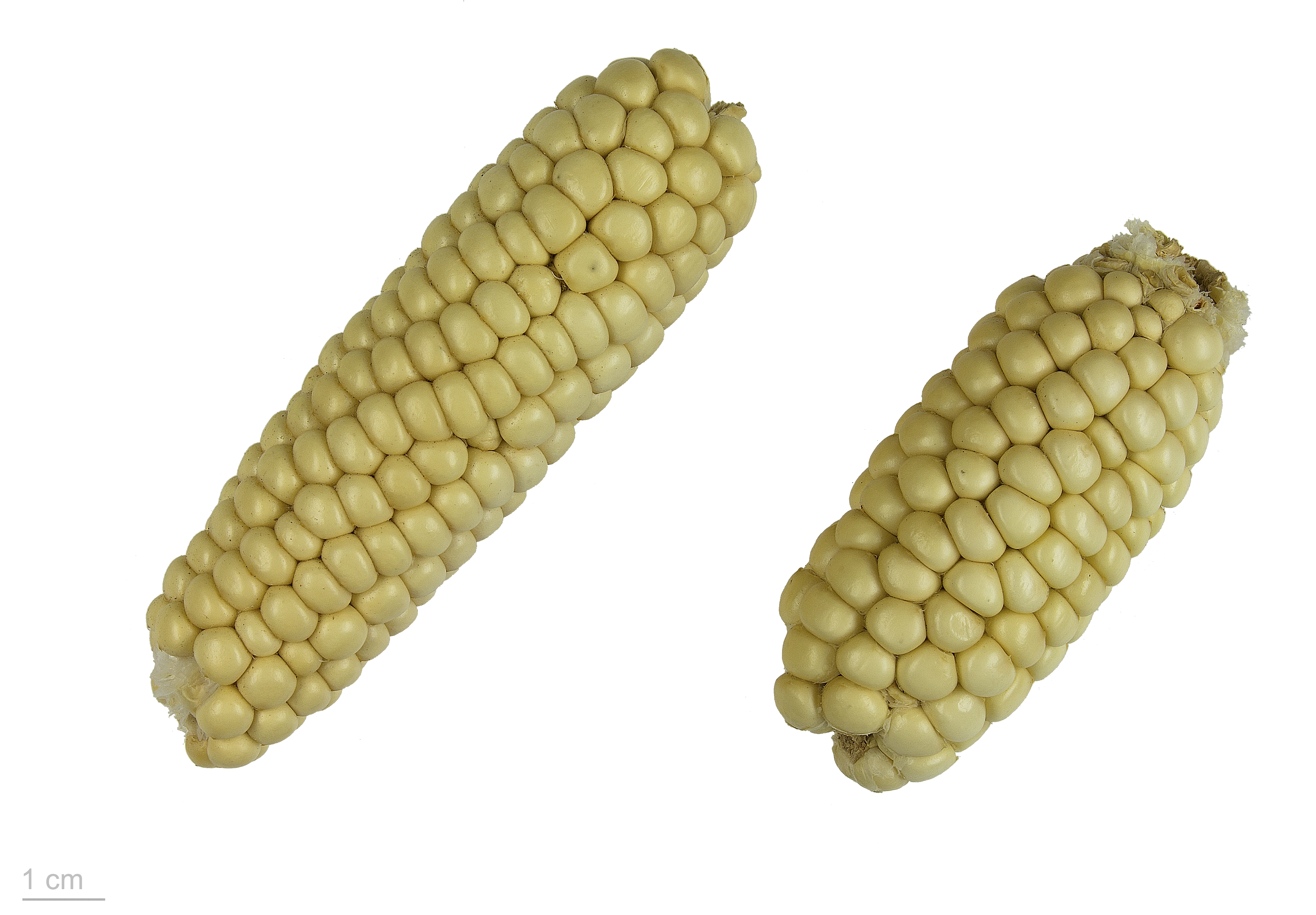 Field Corn fruit identification view