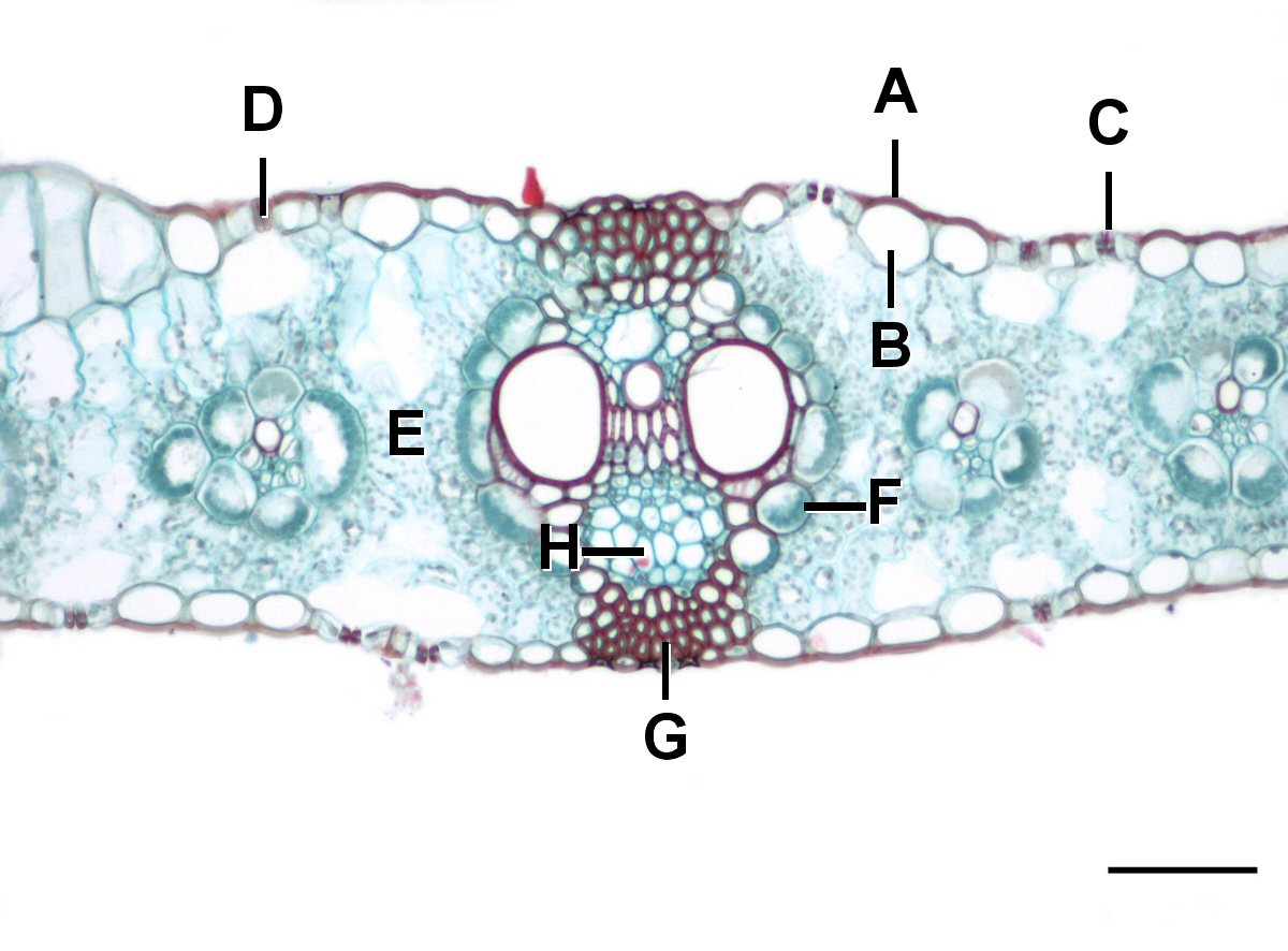 Field Corn leaf identification view