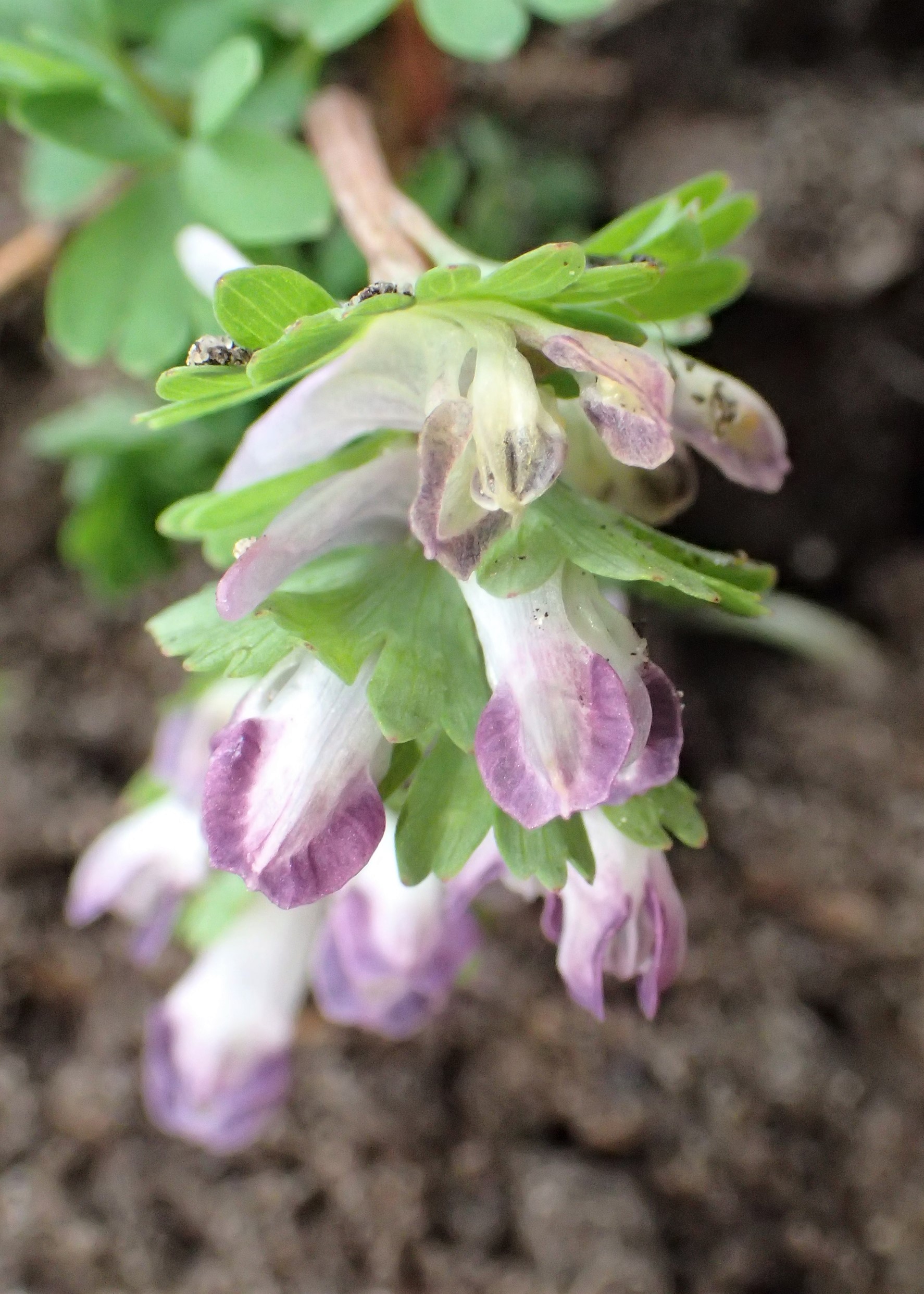 Corydalis pumila flower identification view