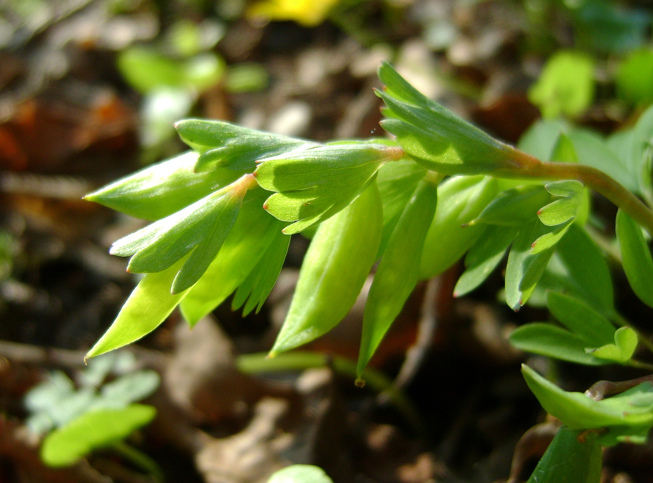 Corydalis pumila fruit identification view