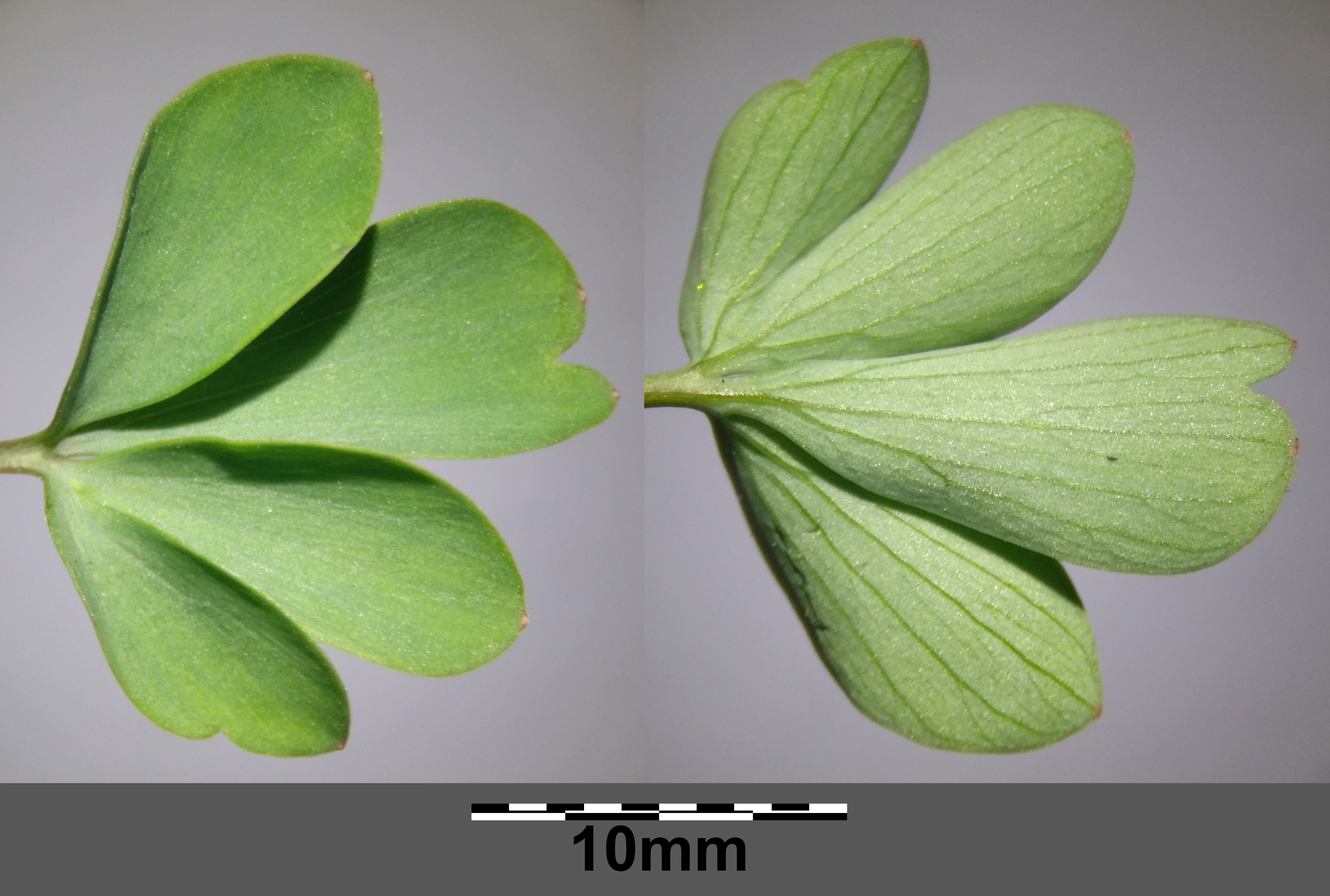 Corydalis pumila leaf identification view