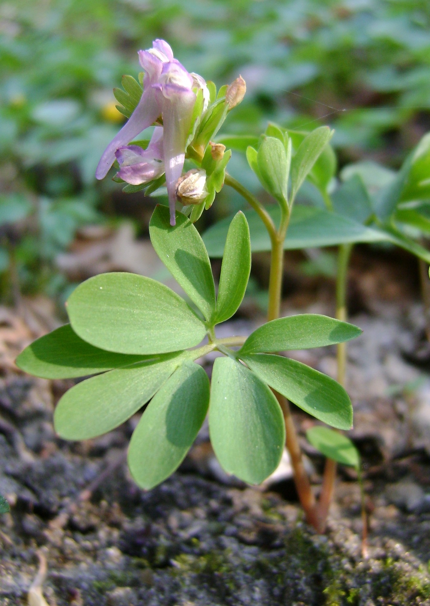 Corydalis pumila plant identification view
