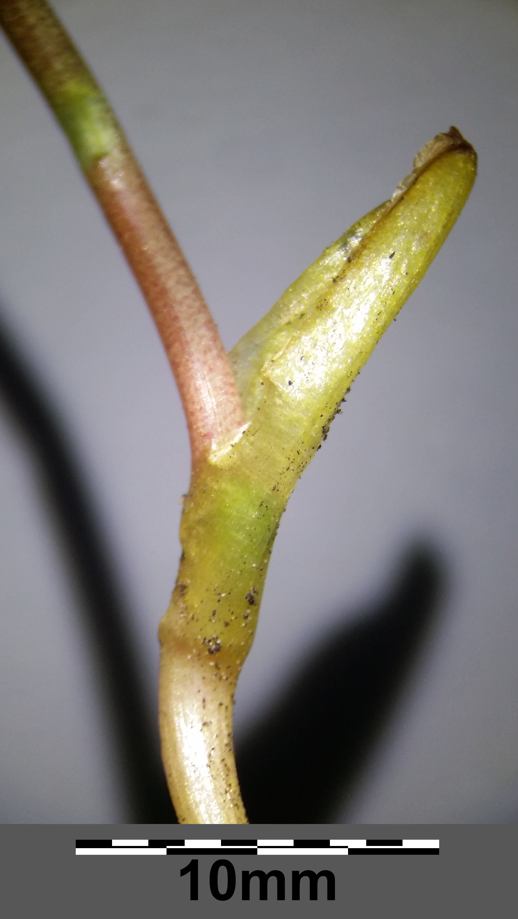 Corydalis pumila stem identification view
