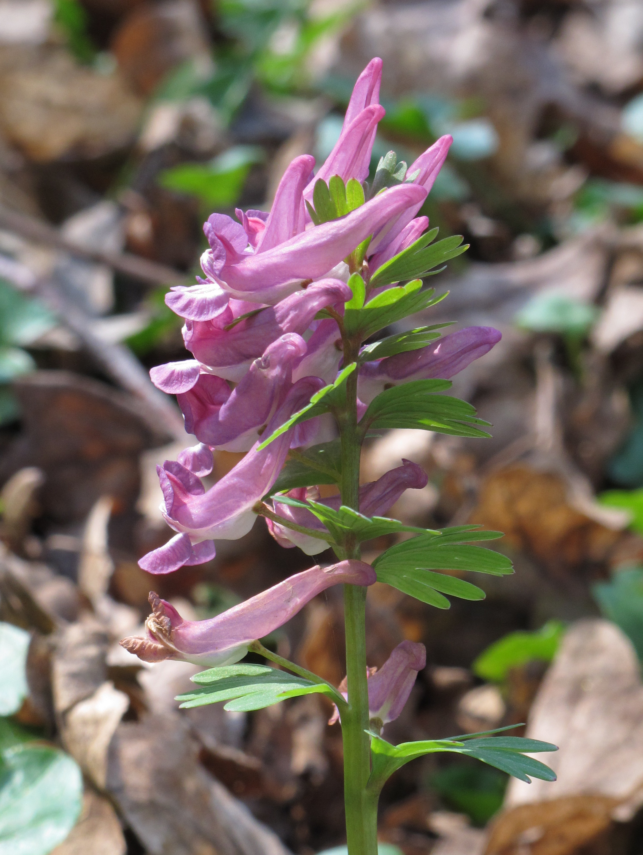 Corydalis flower identification view