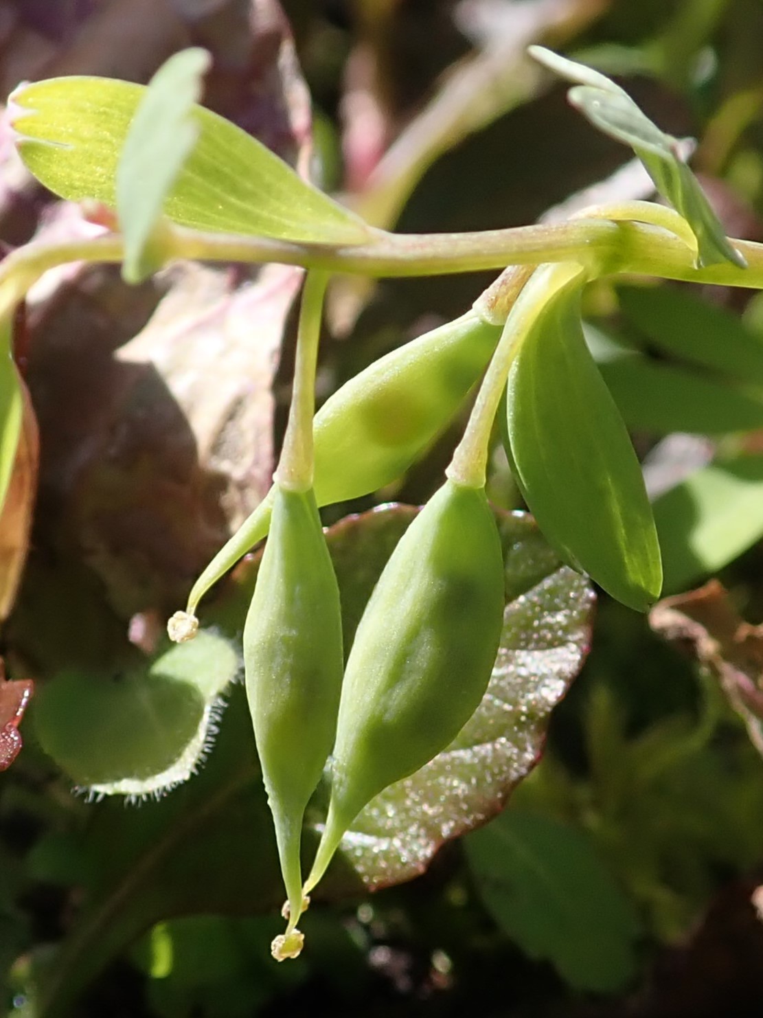 Corydalis fruit identification view