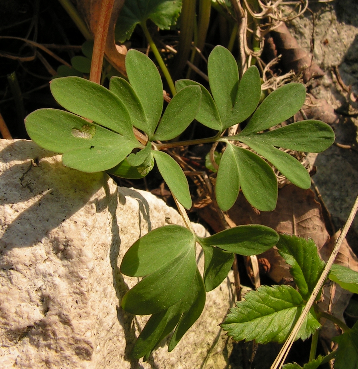 Corydalis leaf identification view