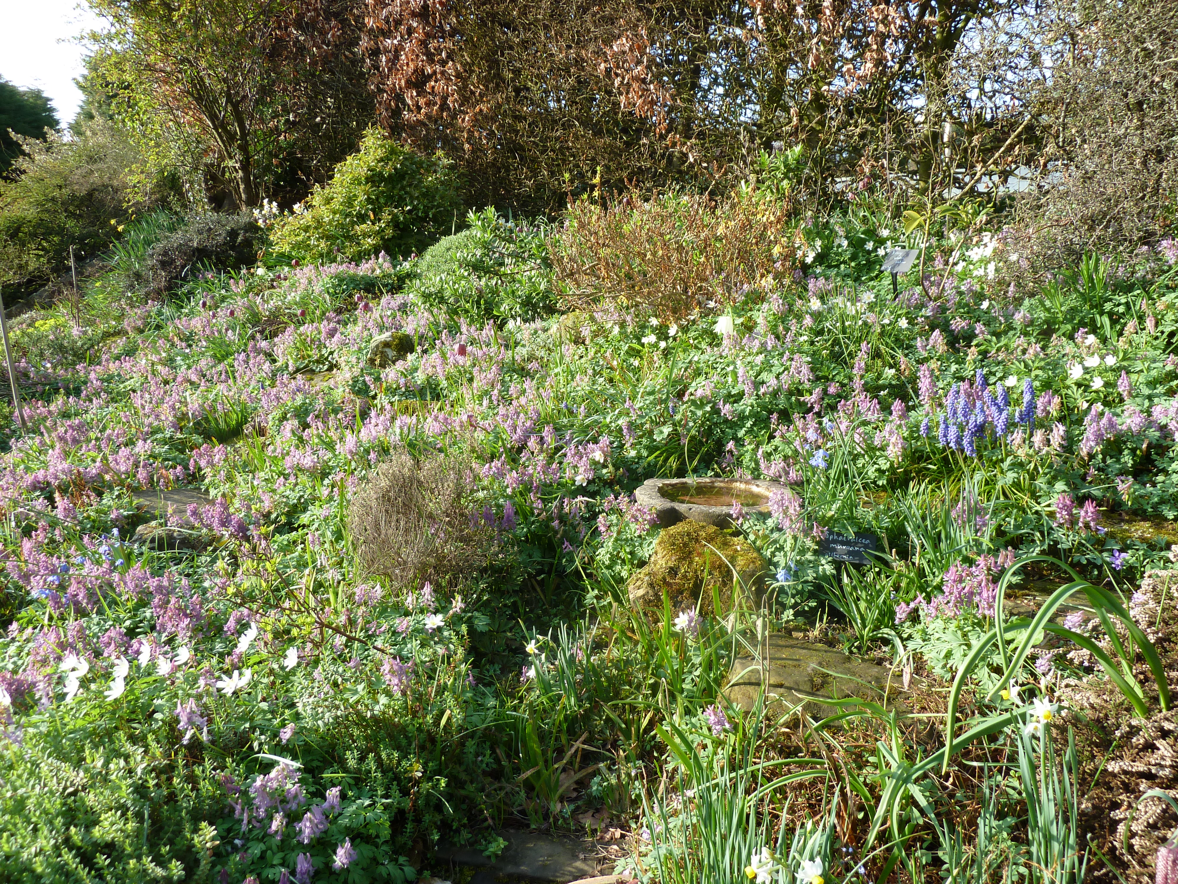 Corydalis plant identification view
