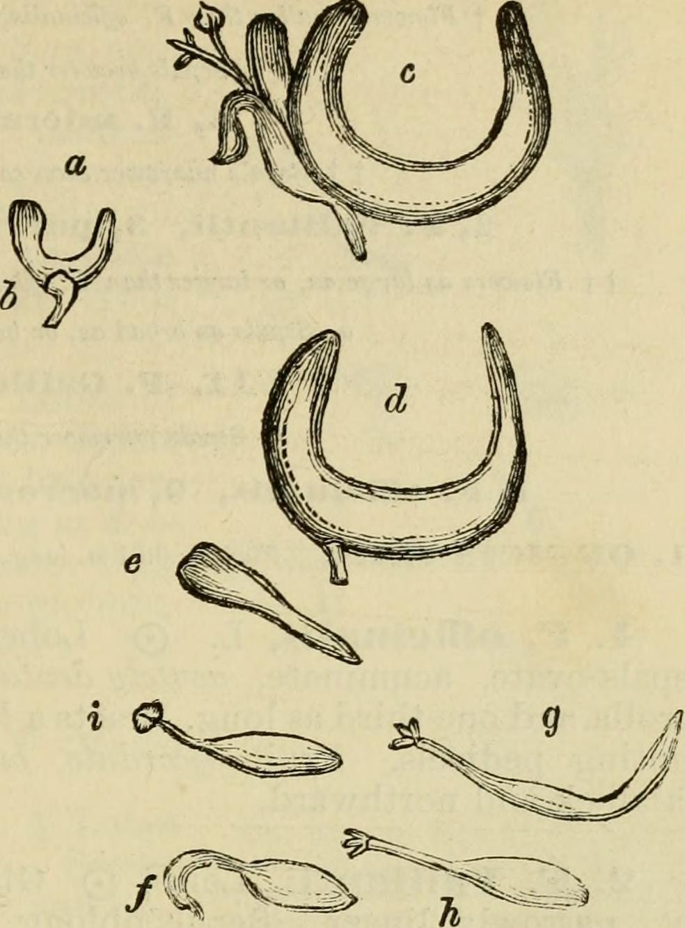 Corydalis stem identification view