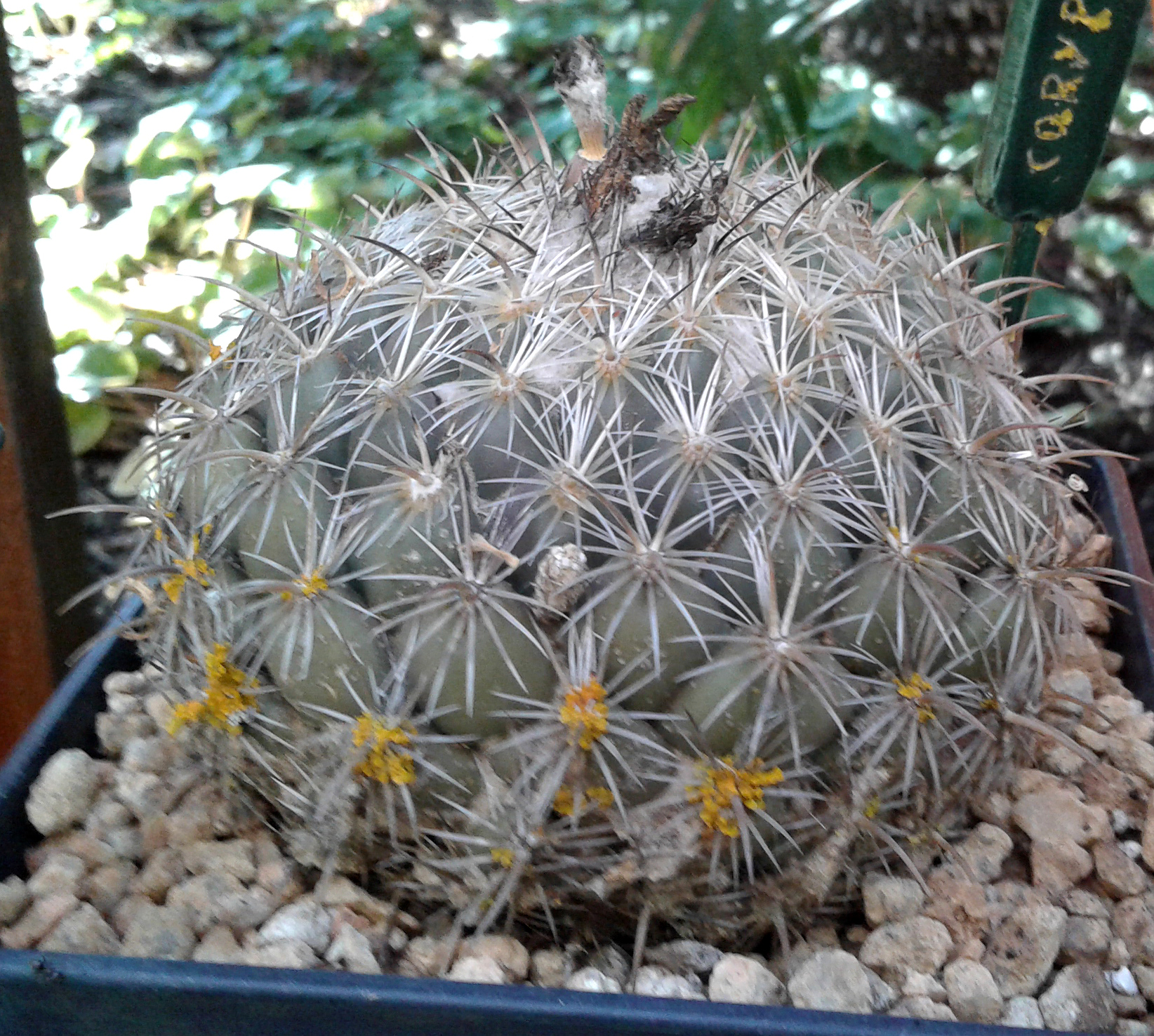 Coryphantha compacta flower identification view