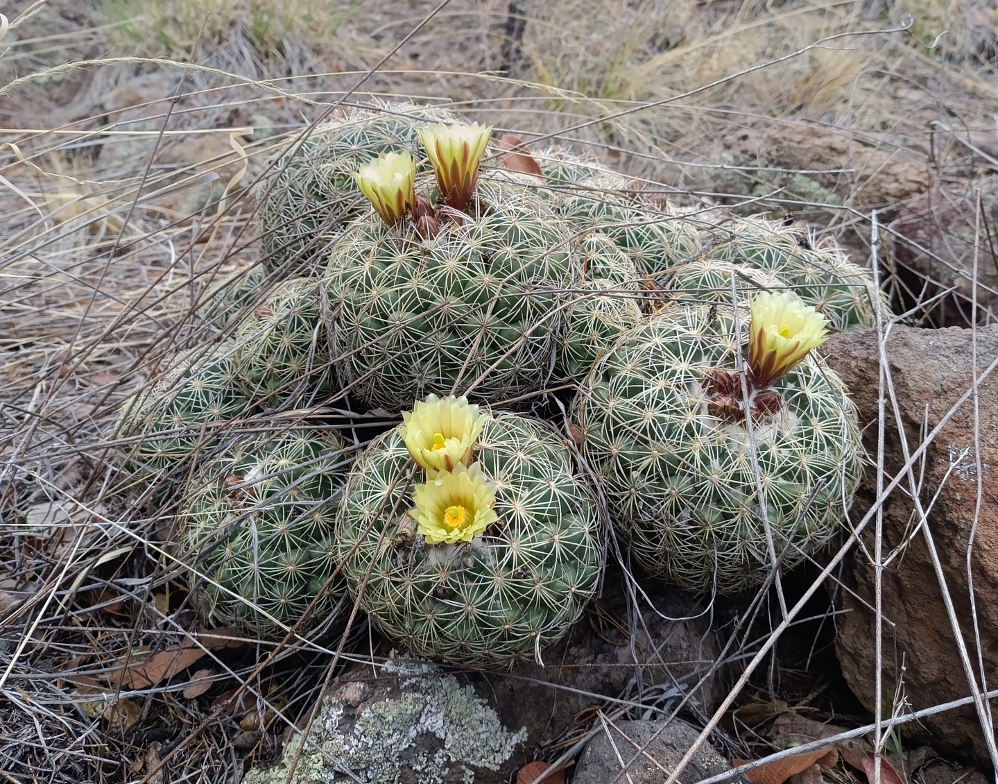 Coryphantha compacta fruit identification view